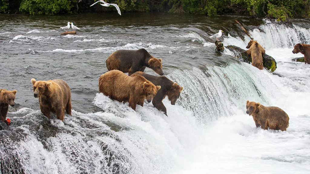 Katmai National Park & Preserve is one of the best places to see brown bears in the wild (Credit: Getty Images)