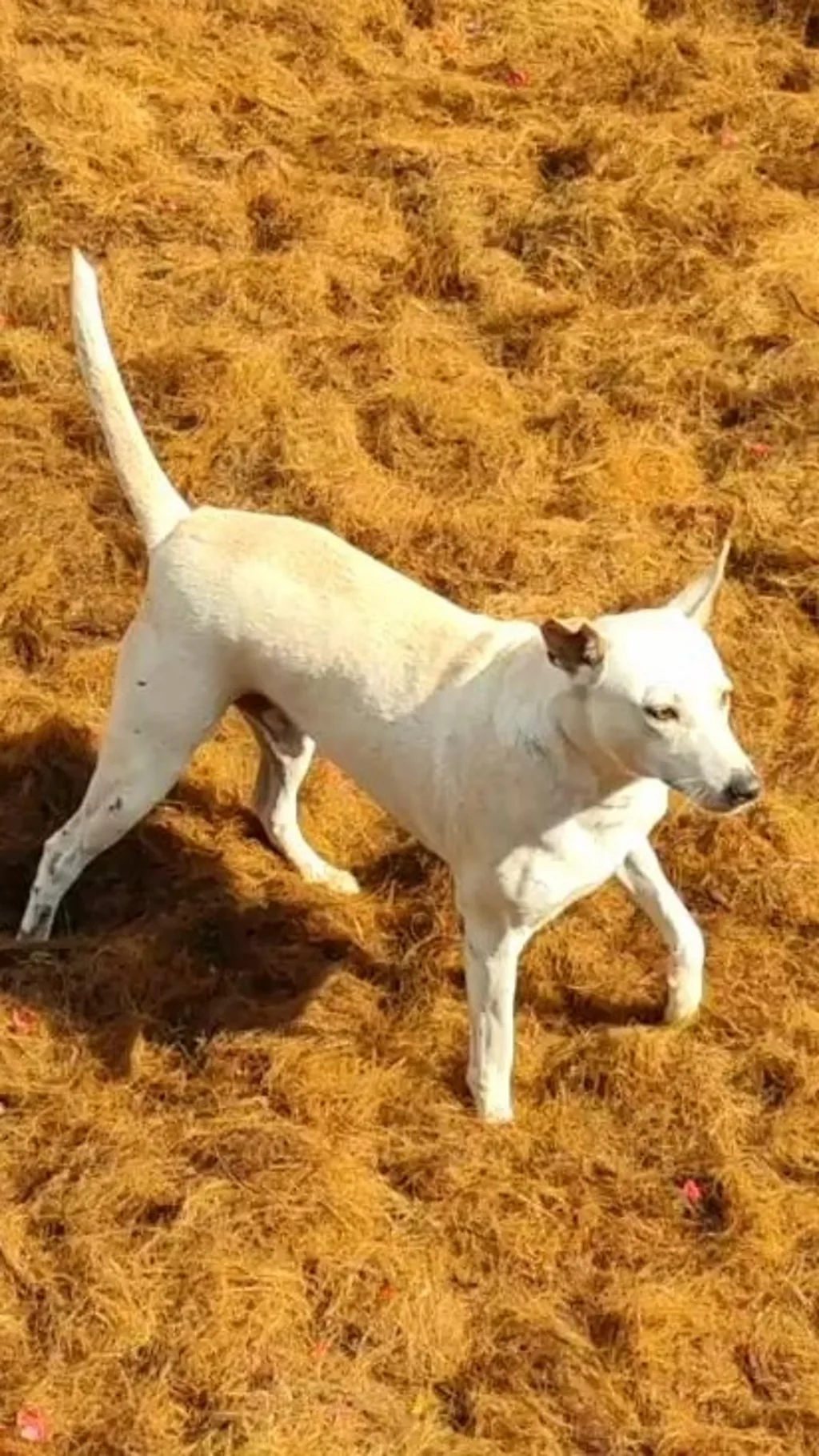 காளைகள் பாயும் ஜல்லிக்கட்டு களத்துக்குள் புகுந்த நாய்