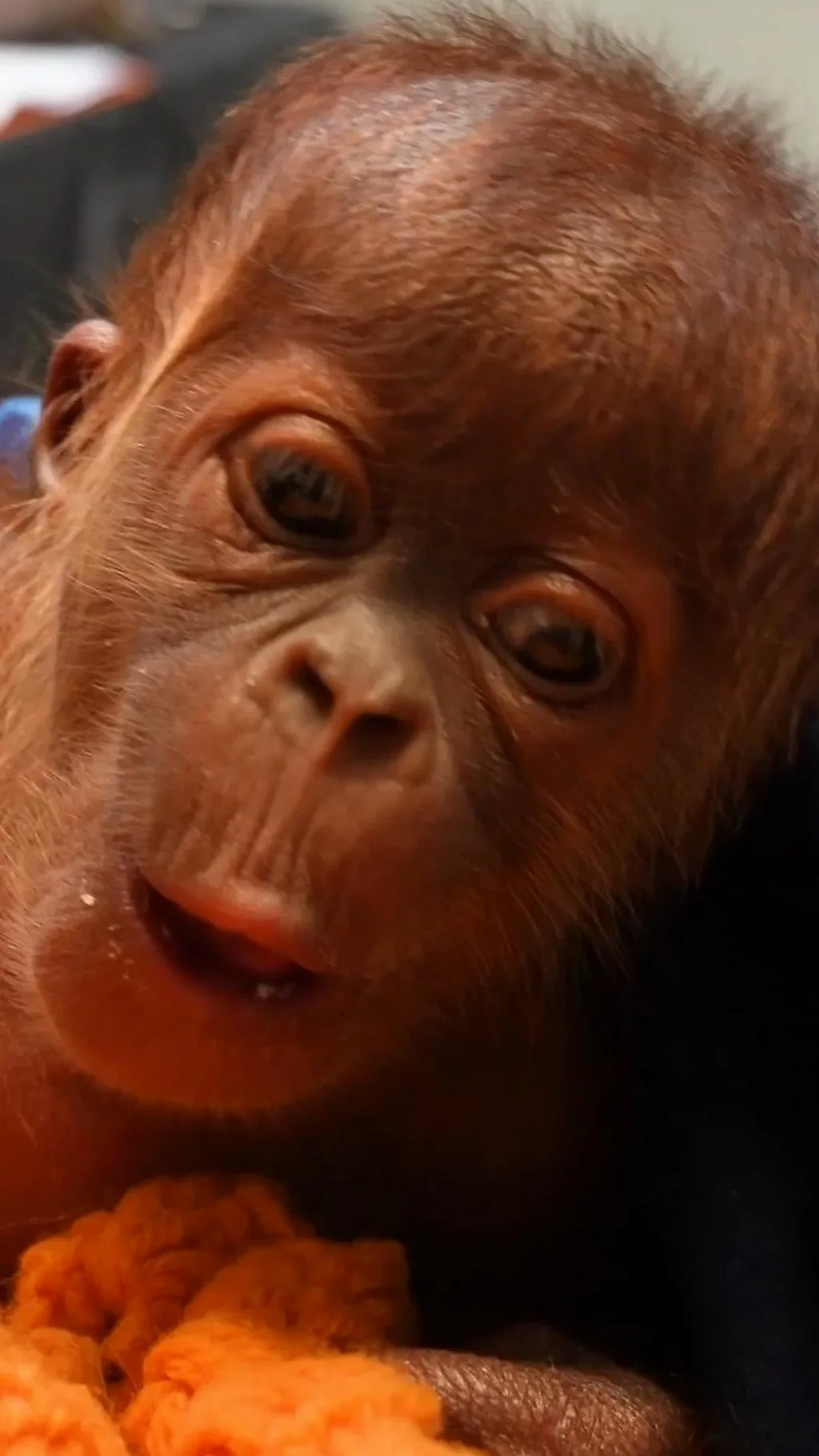 காணொளி- ஓராங்குட்டான் குரங்குக்கு சிசேரியன் மூலம் பிரசவம்