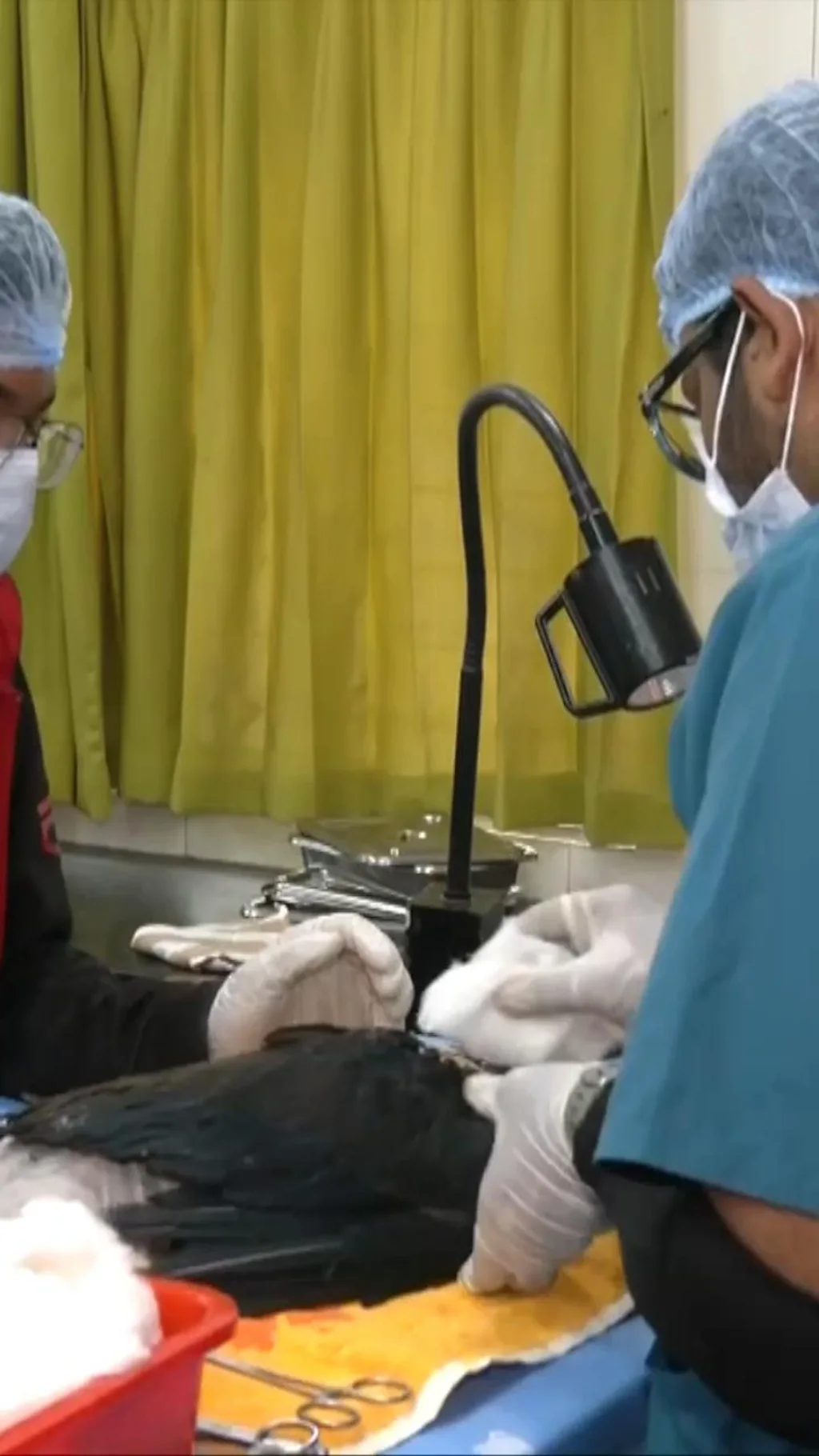 பட்டங்களால் பாதிக்கப்பட்ட பறவைகளுக்கு சிகிச்சை