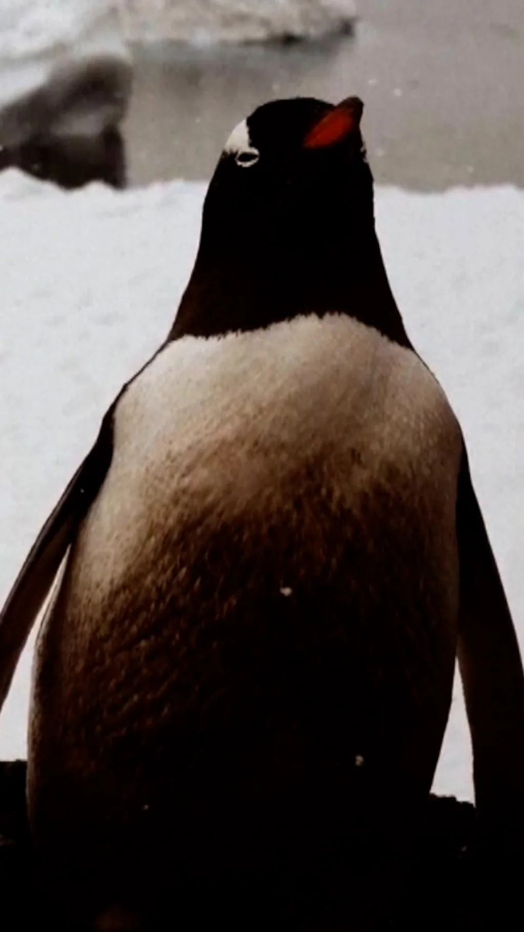 Antarktida pingvinlariga iqlim isishining ta’siri