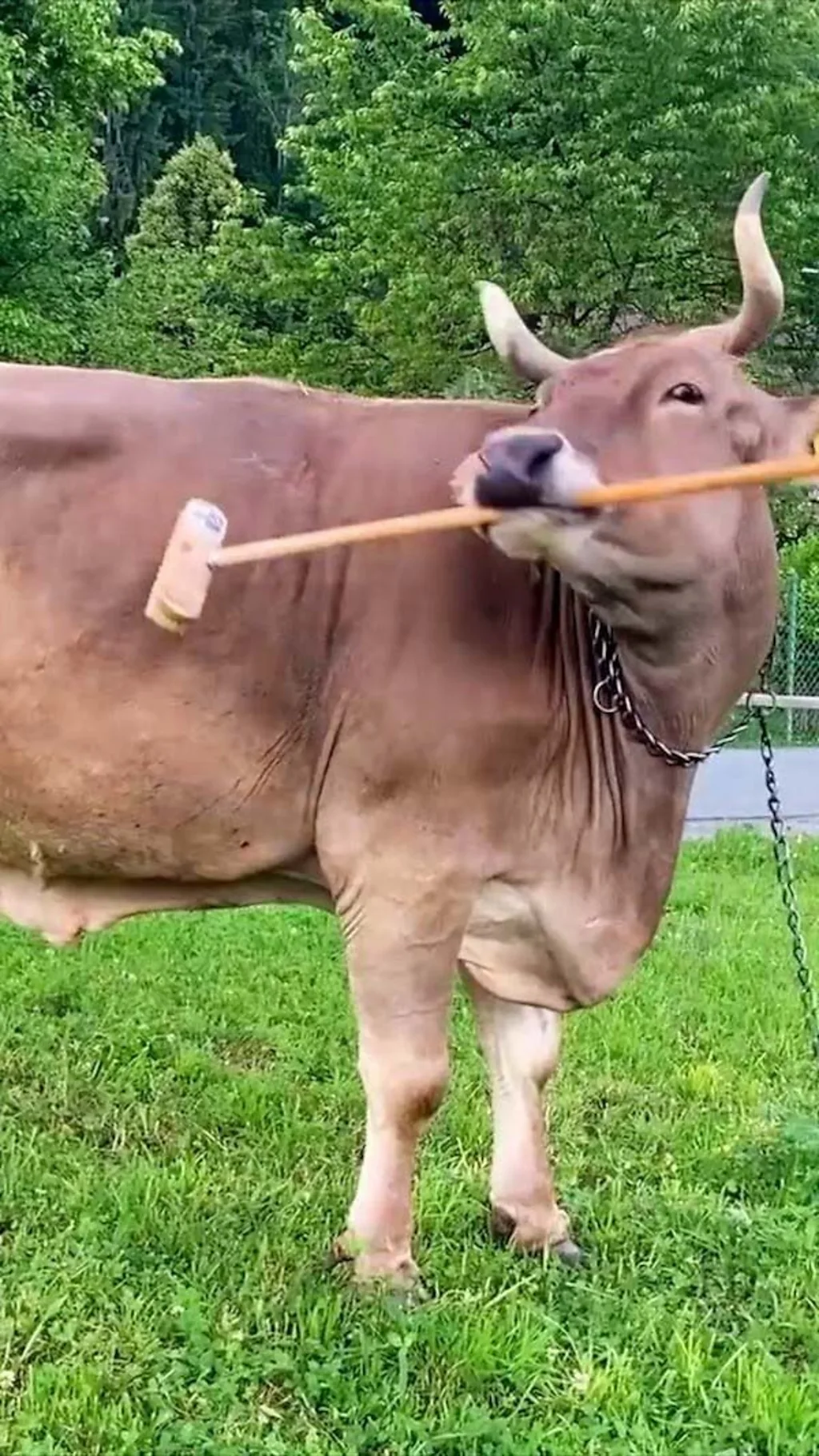 Работает ли теория Дарвина для коров?