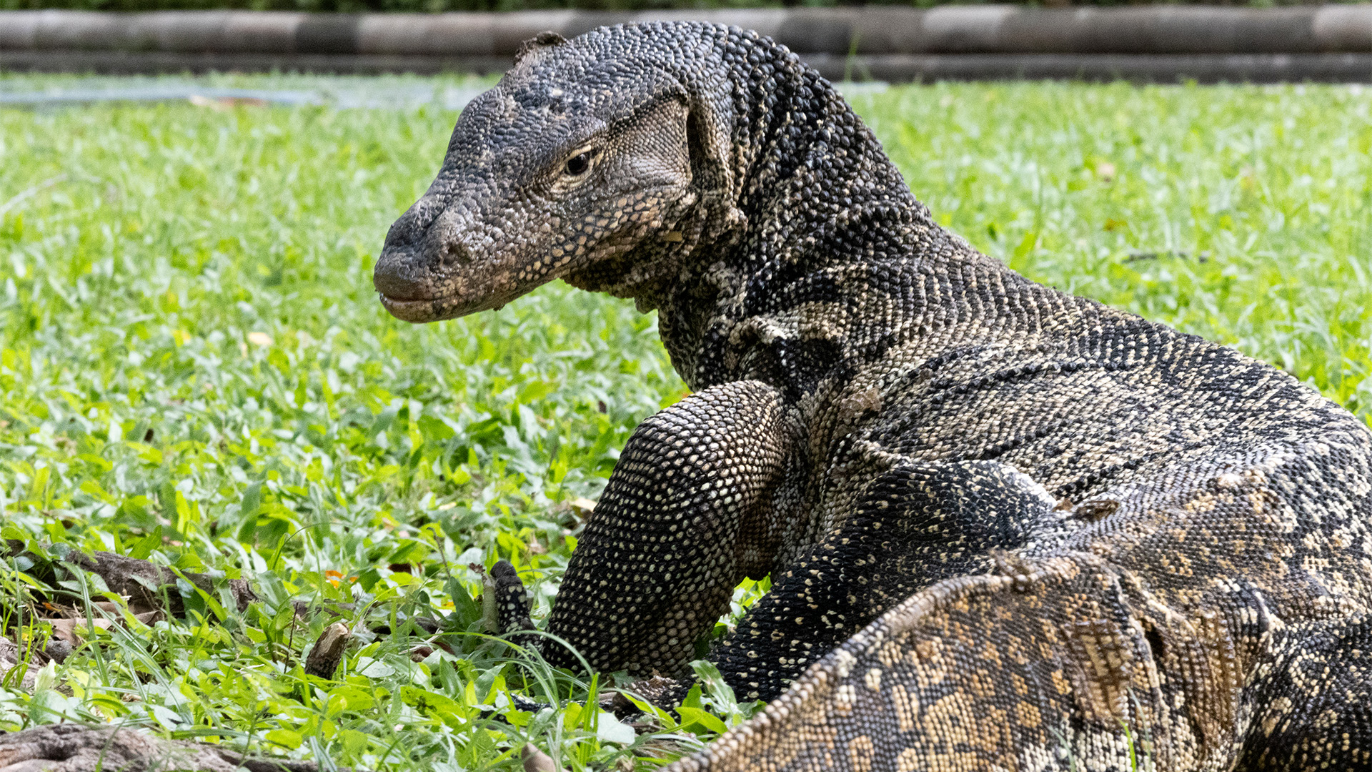Once pushed to the city's edges, the species has adapted to life in parks and canals, with populations now estimated in the thousands (Credit: Mirja Vogel)