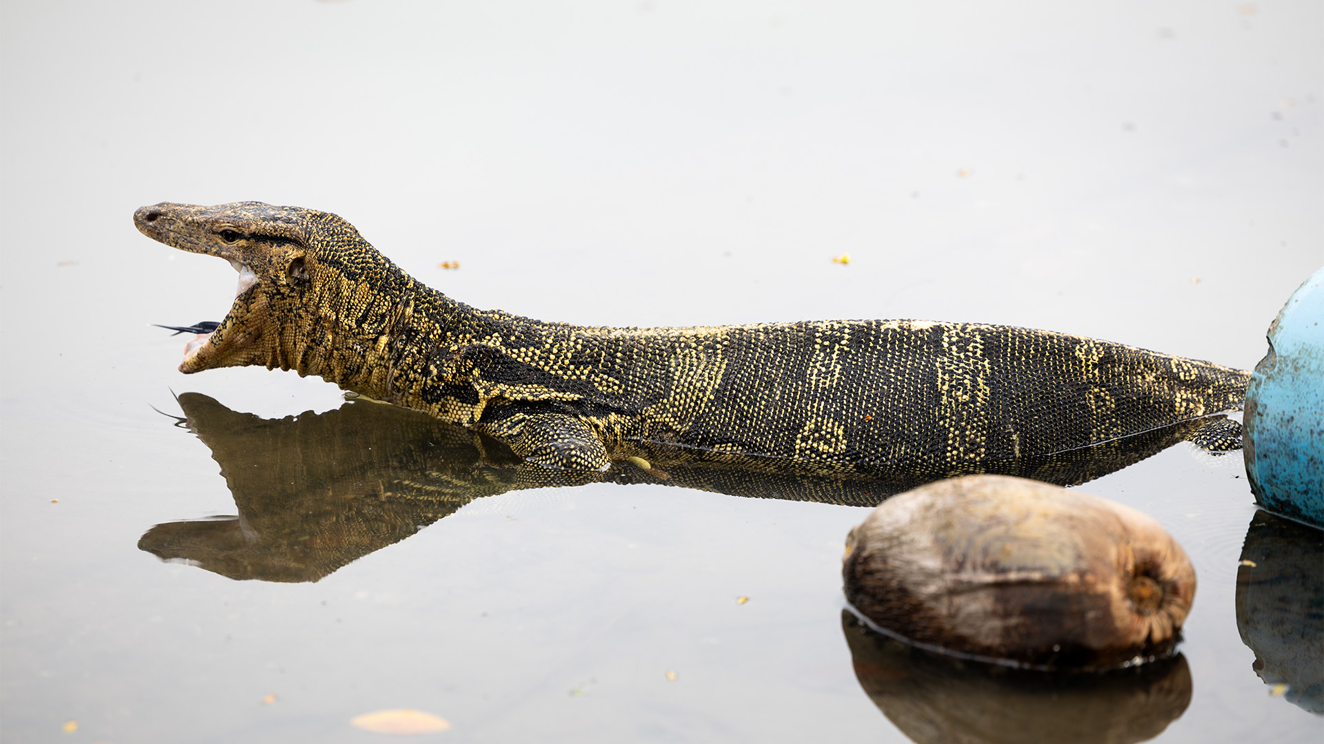 Despite decades of removal efforts and lingering stigma, the species is being reassessed as attitudes shift (Credit: Mirja Vogel)