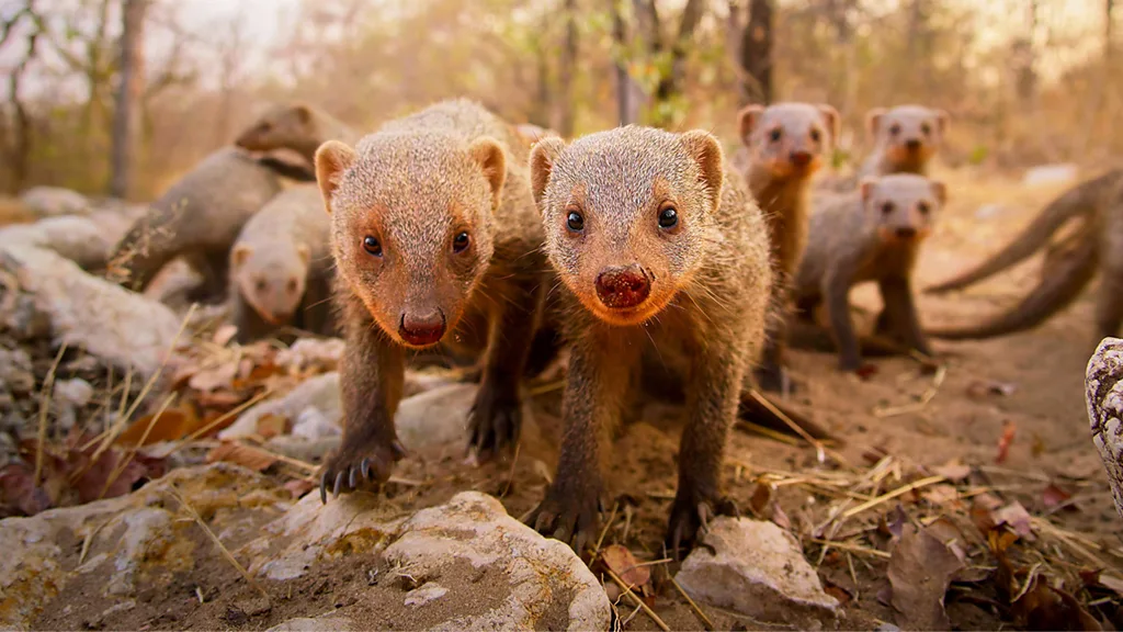 A group of banded mongooses approach a camera (Credit: Alamy)