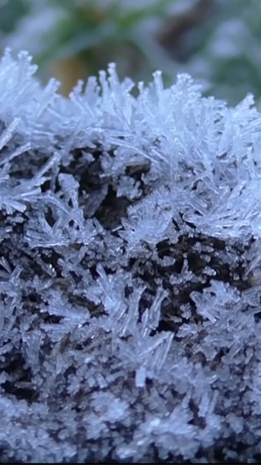 නුවරඑළියේ මල් තුහින ඇති වන්නේ කෙසේද?