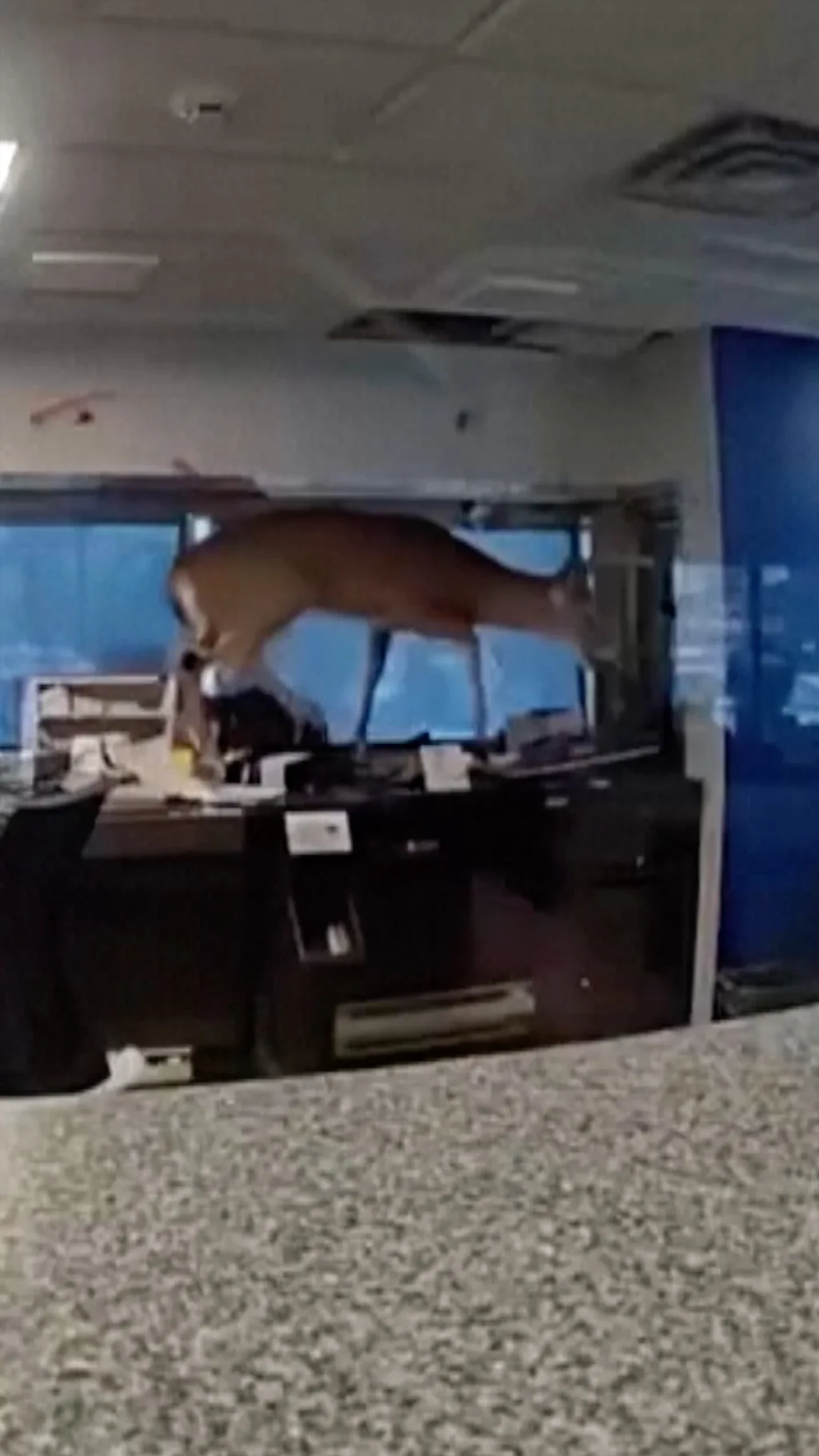 Олень устроил погром в банке