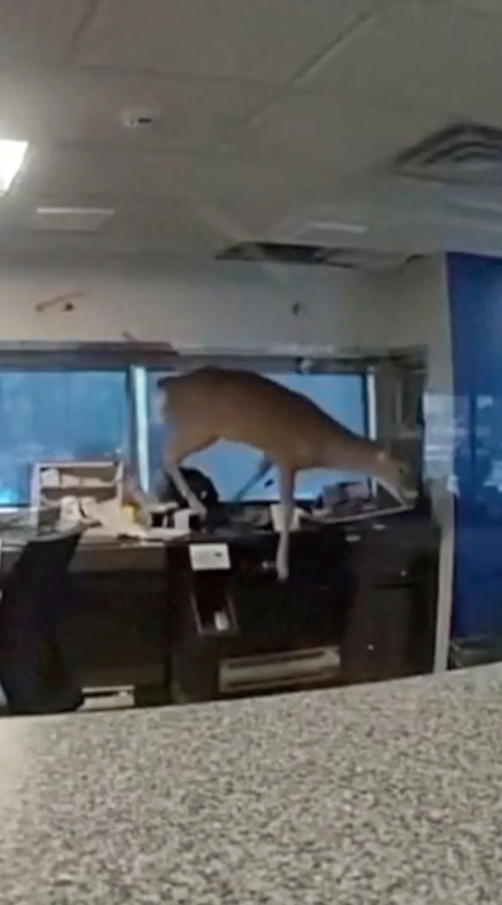 Kiyik bankka bostirib kirdi