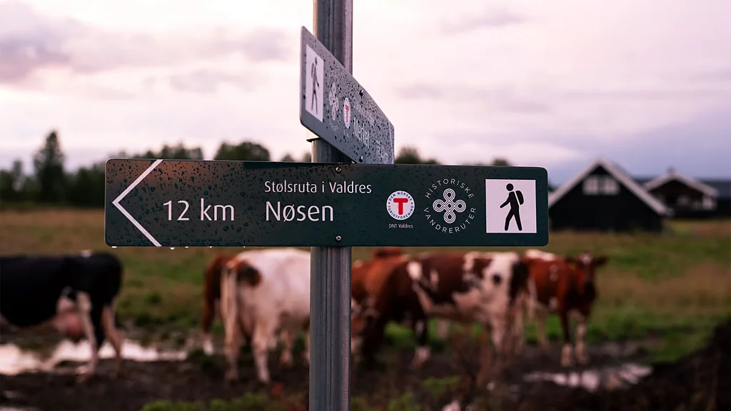 On the Stølsruta, waymarkers lead hikers across working pasture still used by Norway's summer farms (Credit: Harry Taylor)