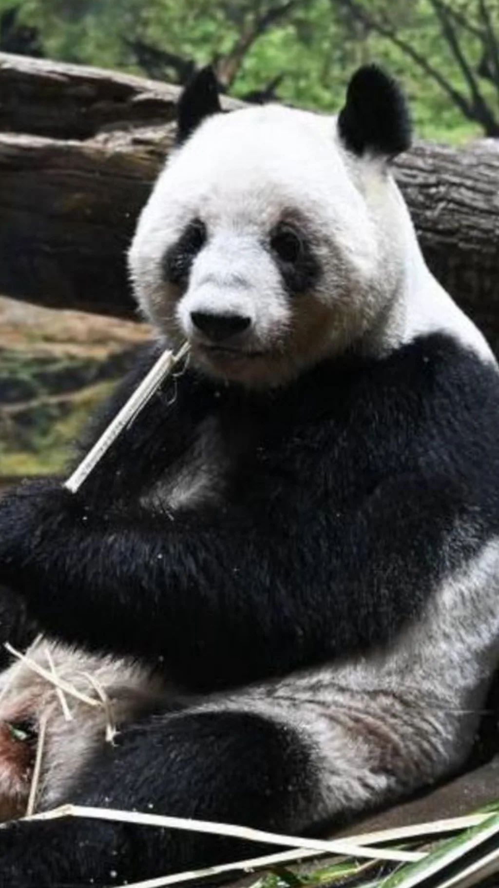 जापानबाट फिर्ता गरिएको पान्डा।