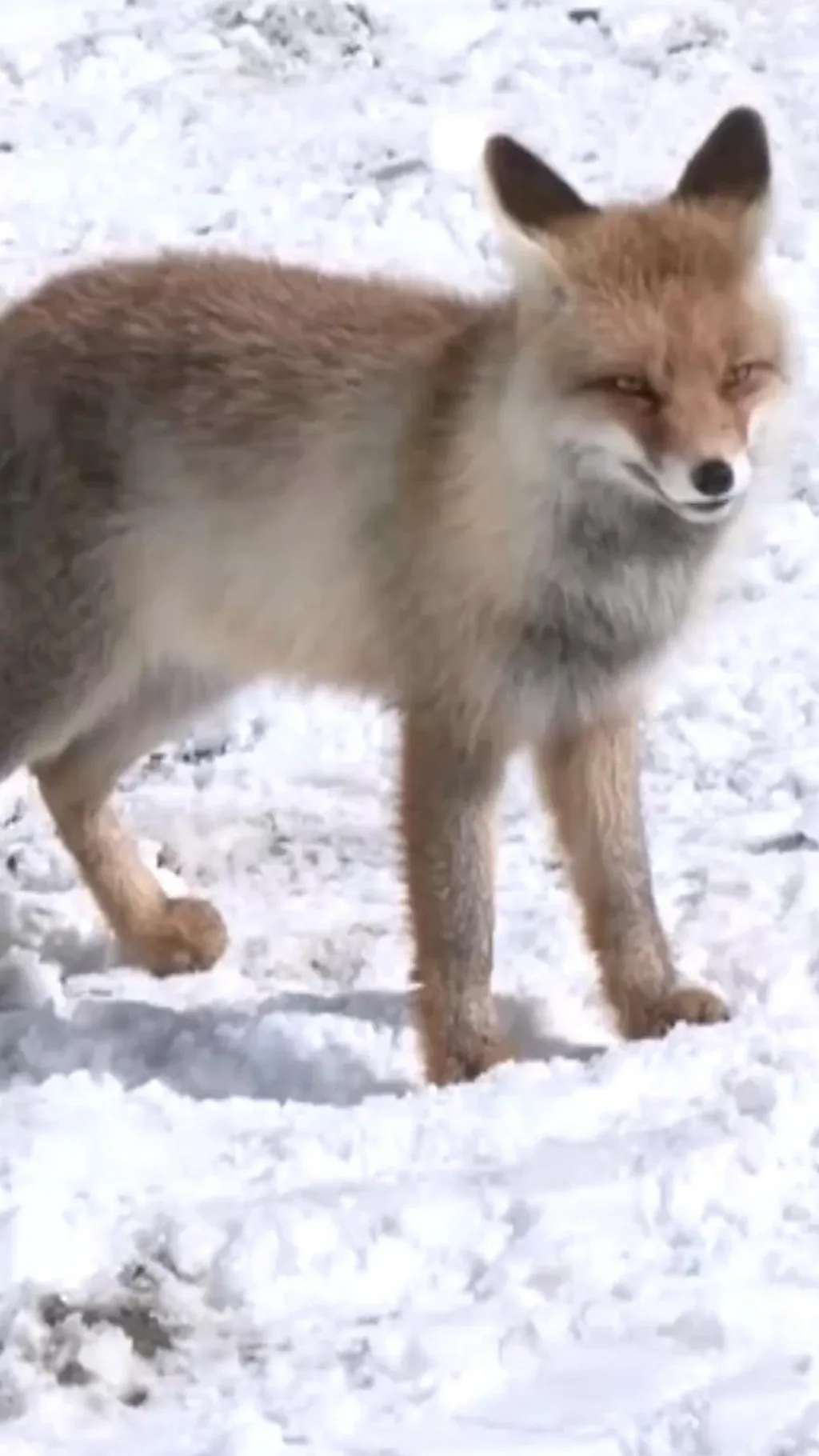 இமாலய செந்நரி