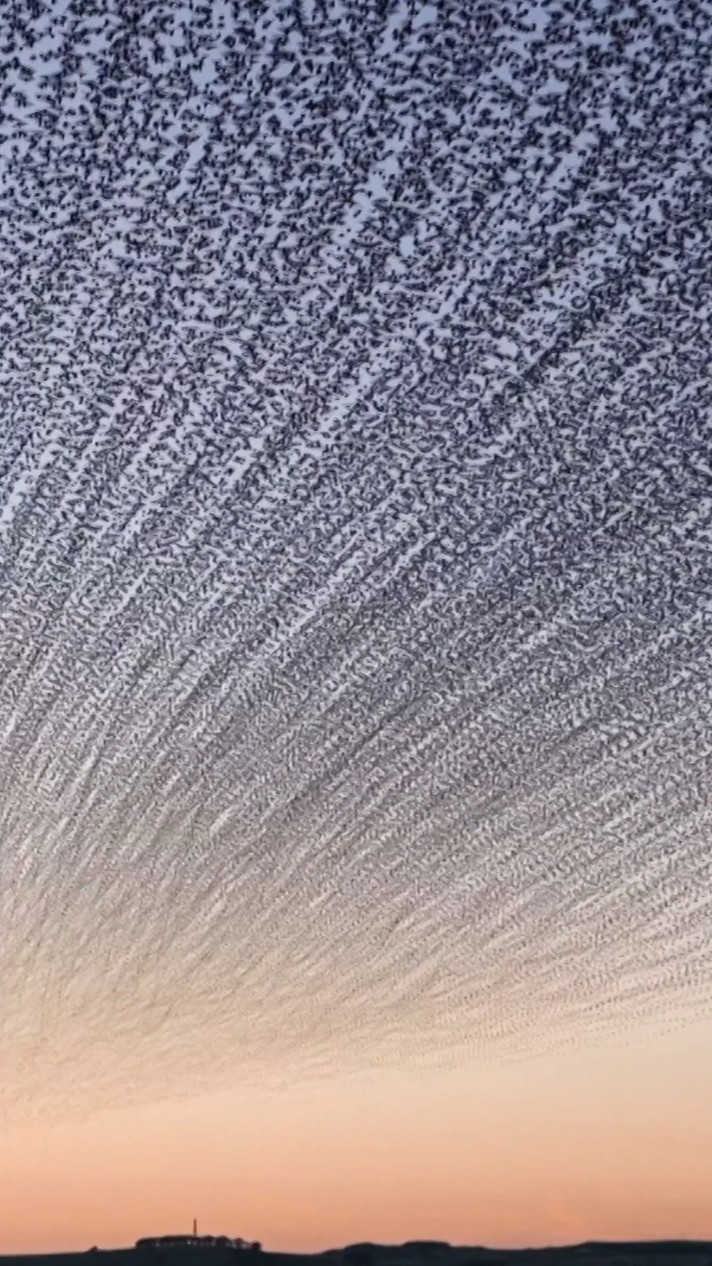 Миллион скворцов в небе