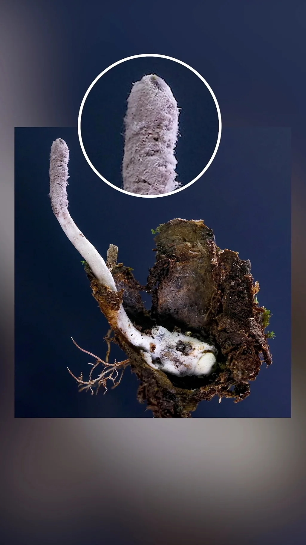 Ученые обнаружили новый гриб-зомби