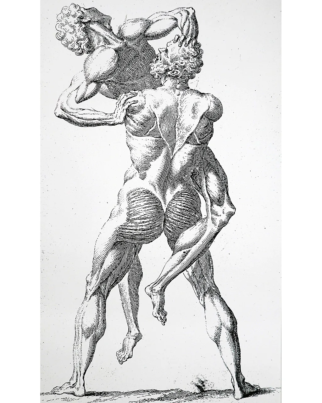 A 1741 anatomical drawing of two skinless figures wrestling echoes a 16th-Century sculpture of Hercules and Antaeus (Credit: Alamy)