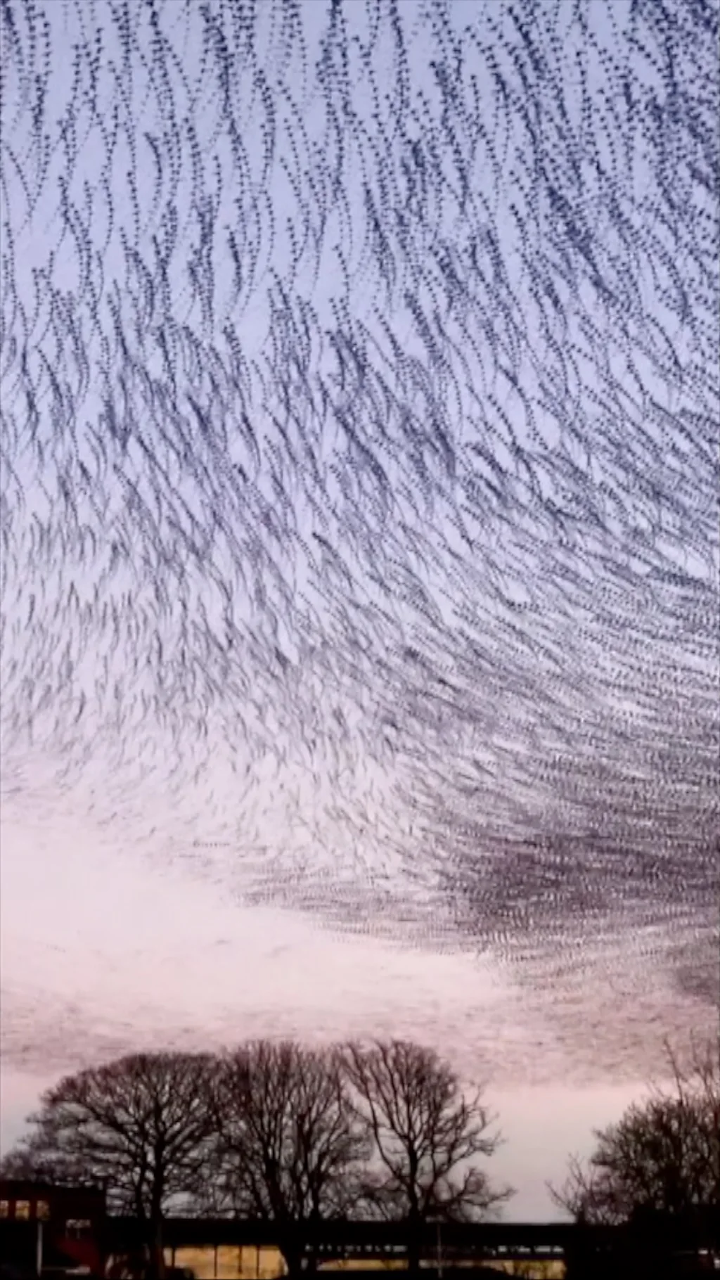 Tomosha qiling! Osmon to‘lqinlandi - chug‘urchuqlar raqs tushishdi