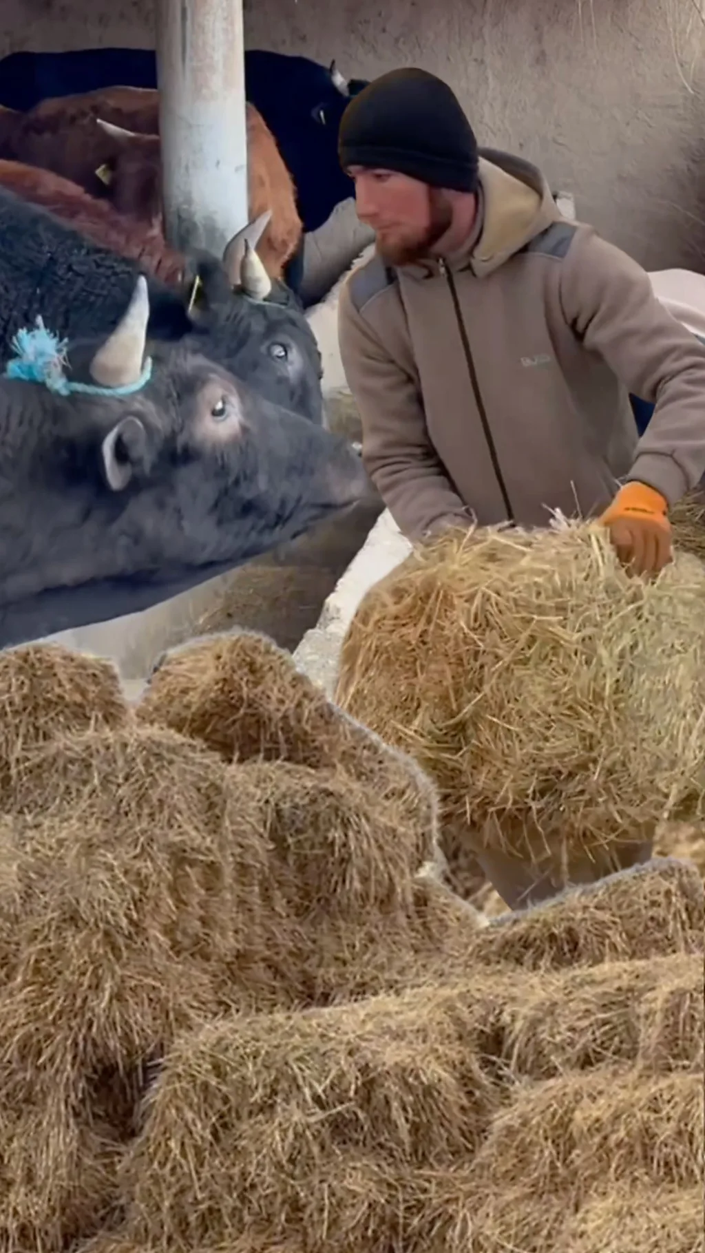 O‘zbekistonda mol-qo‘y boqish qiyinlashib ketganmi?