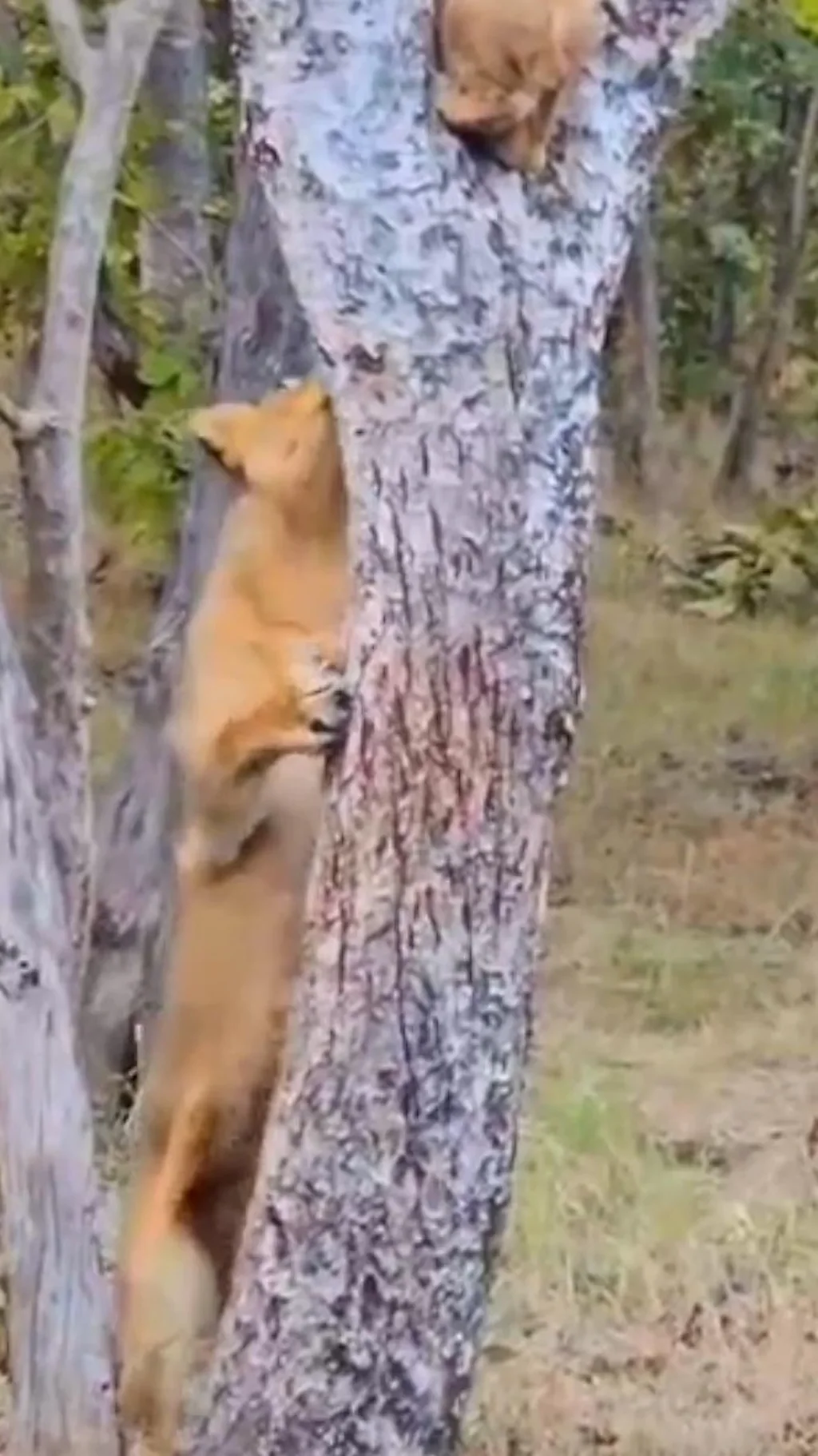 छावा झाडावर चढताच आई सिंहिणीनं काय केलं?