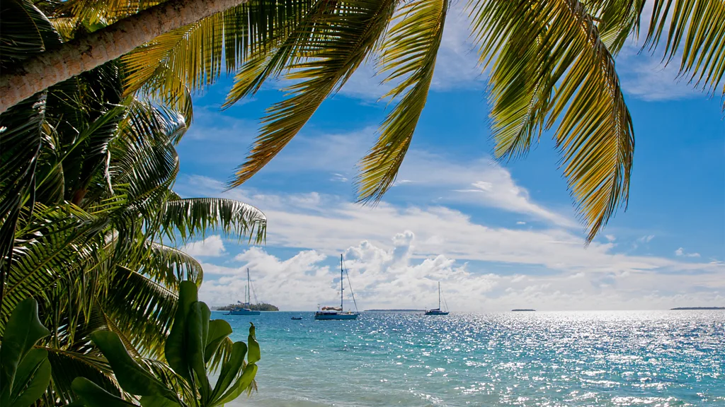 The shore on a tropical island with palm trees and clear ocean water (Credit: Diane Selkirk)