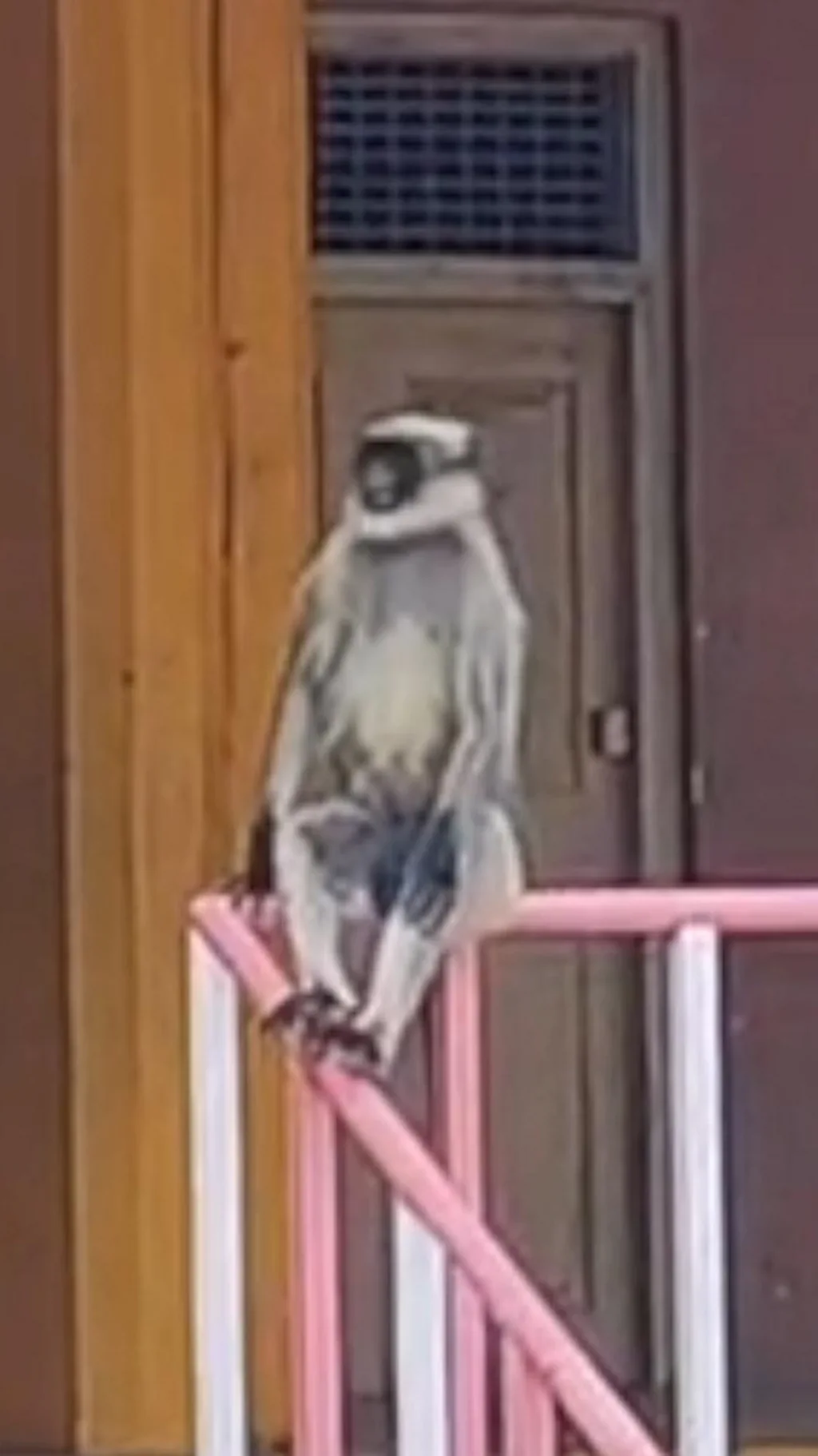 ગુજરાતની સરહદે વાંદરાએ આખી શાળા માથે લીધી