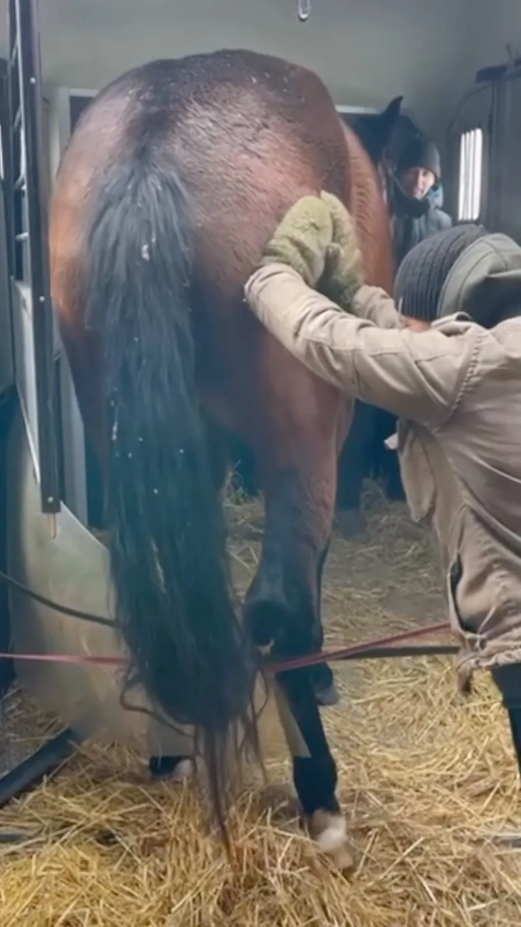 Спасение лошадей под дронами в Украине