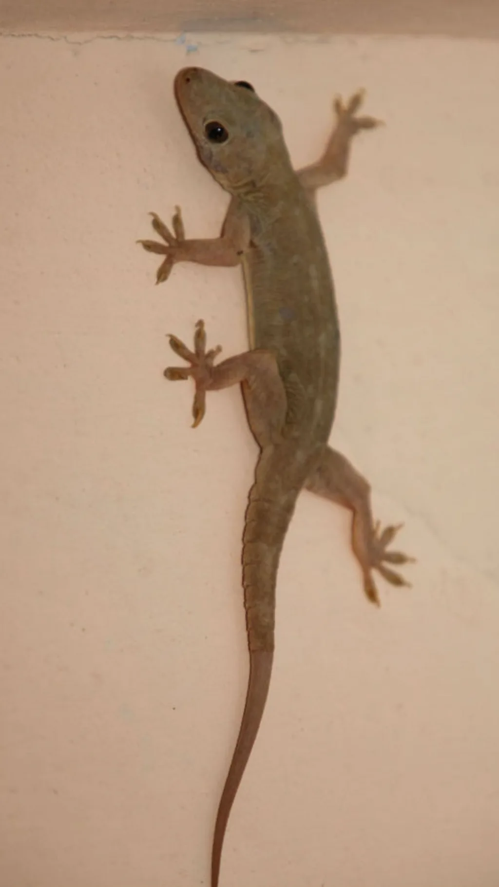 छिपकली की पूंछ कटने पर 'नाचती' क्यों है?