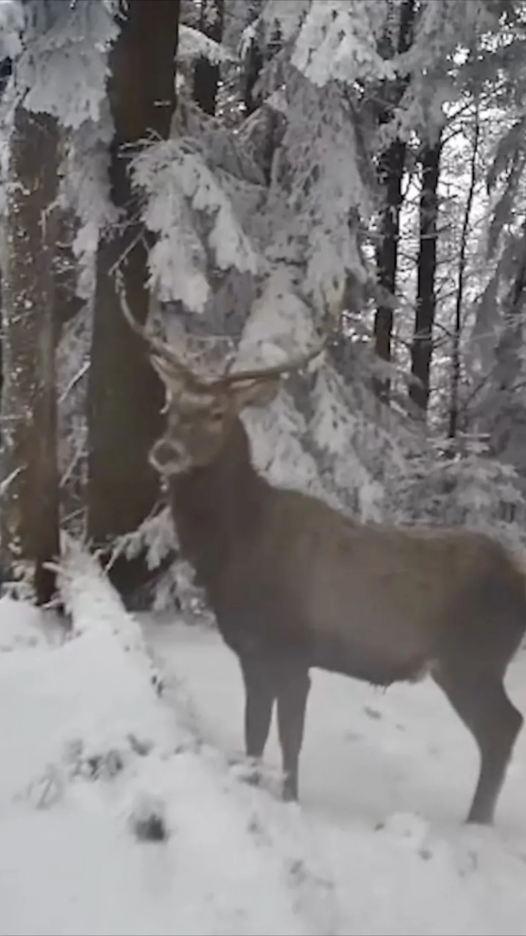 Олень на прикордонні