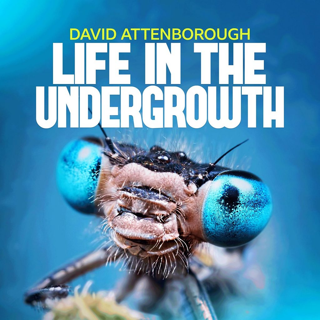 Life in the Undergrowth | BBC Documentaries