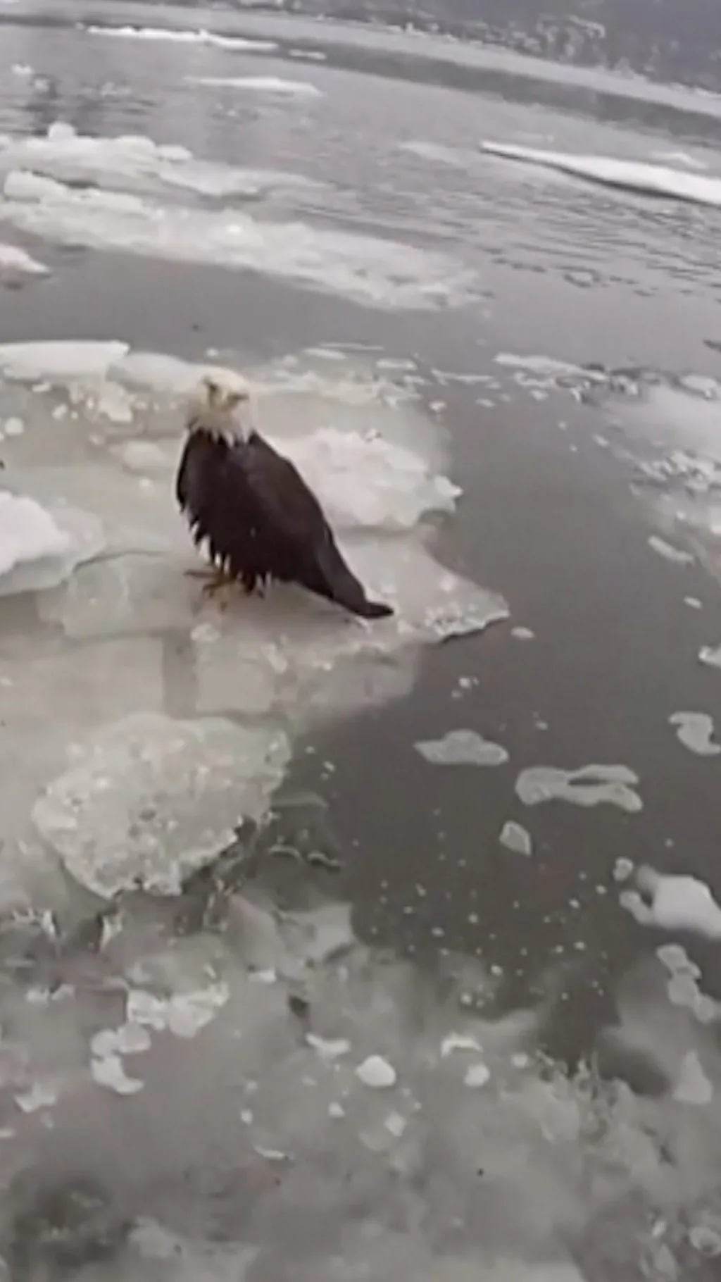 Спасение орлана на Гудзоне