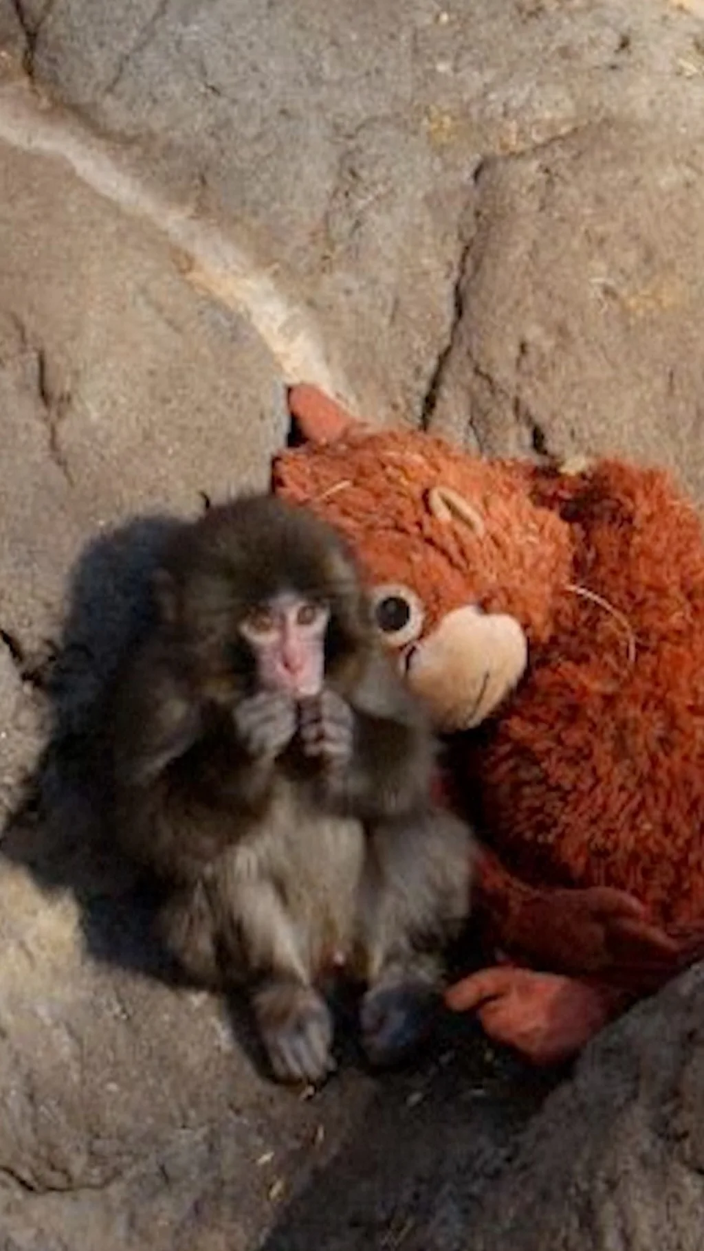 Панч и игрушка