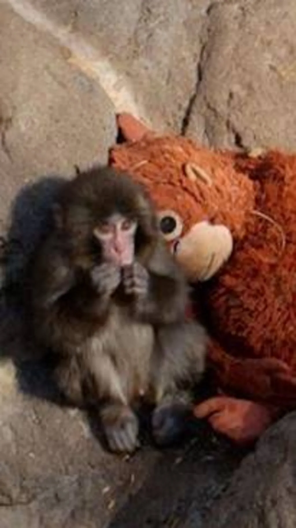 Yaponiyadagi hayvonot bog‘ida maymuncha o‘yinchoq maymunni ona sifatida qabul qildi.