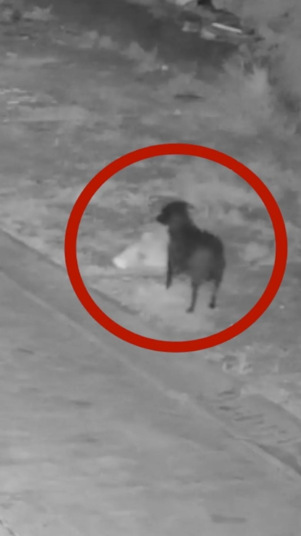 สุนัขในอิตาลี ถูกเจ้าของฝึก ให้คาบขยะทิ้งข้างทาง เลี่ยงถูกจับ