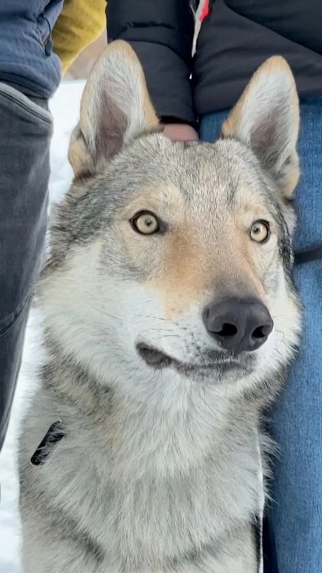 Dvogodišnji čehoslovački vučjak Nazgul pobegao je od kuće i postao senzacija ZOI 2026.