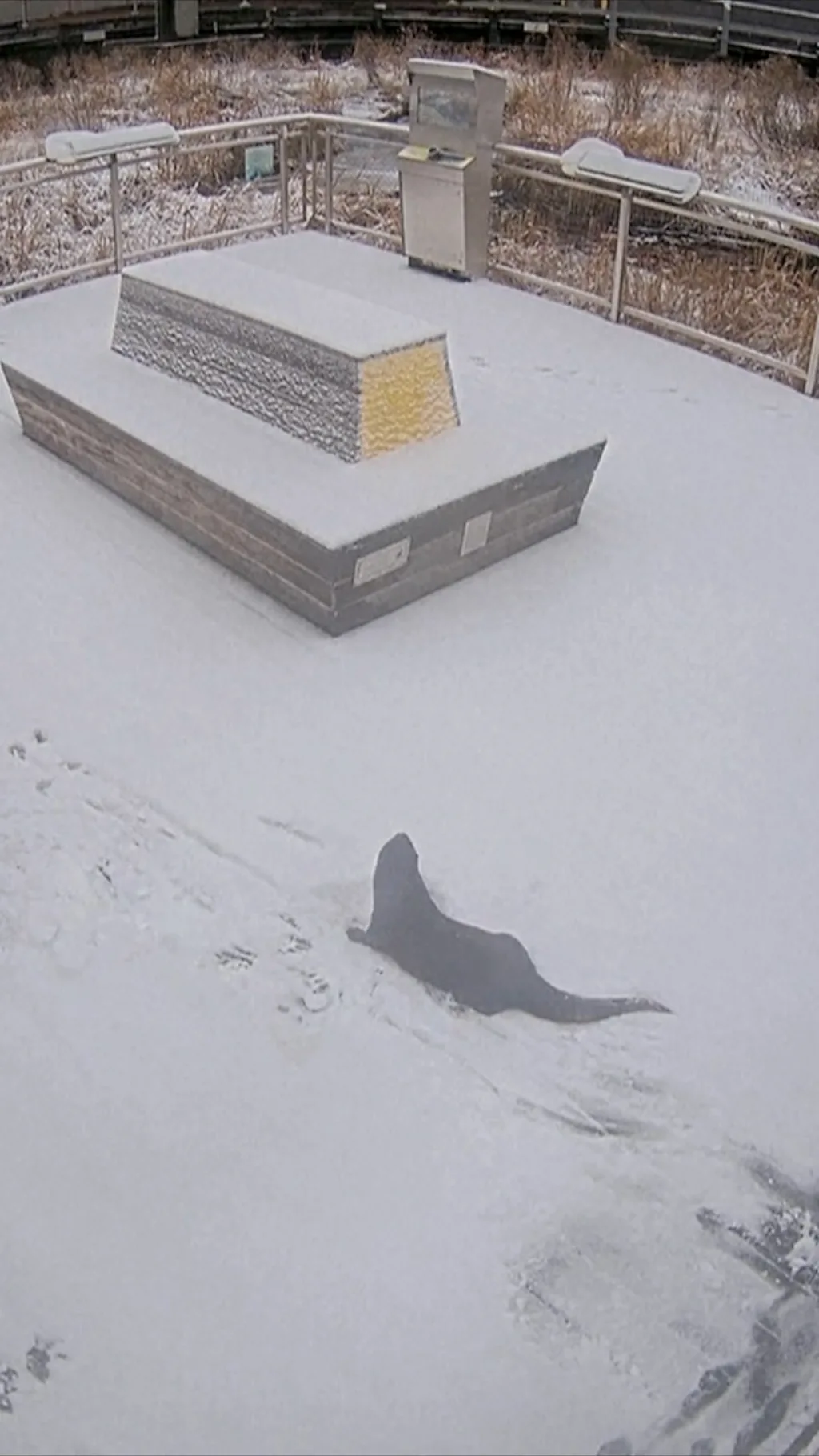 Vidre se baškare na snegu