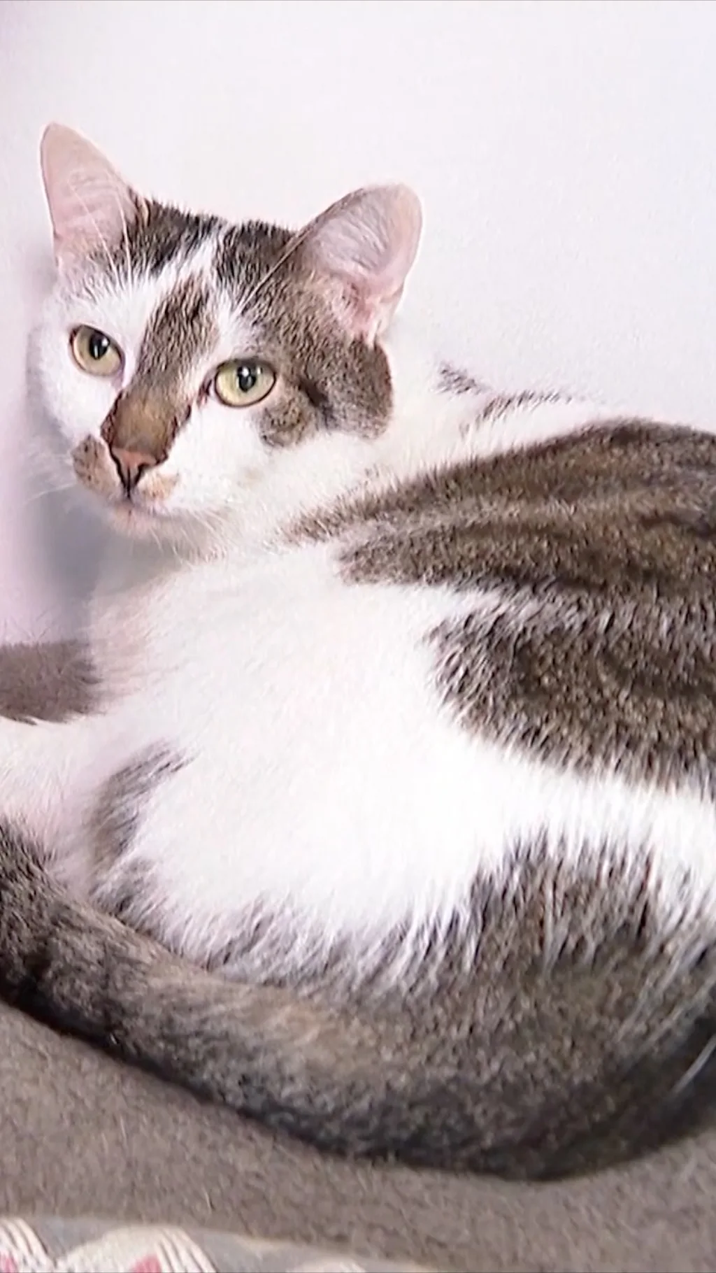 Odin: ’Mačak koji leči’