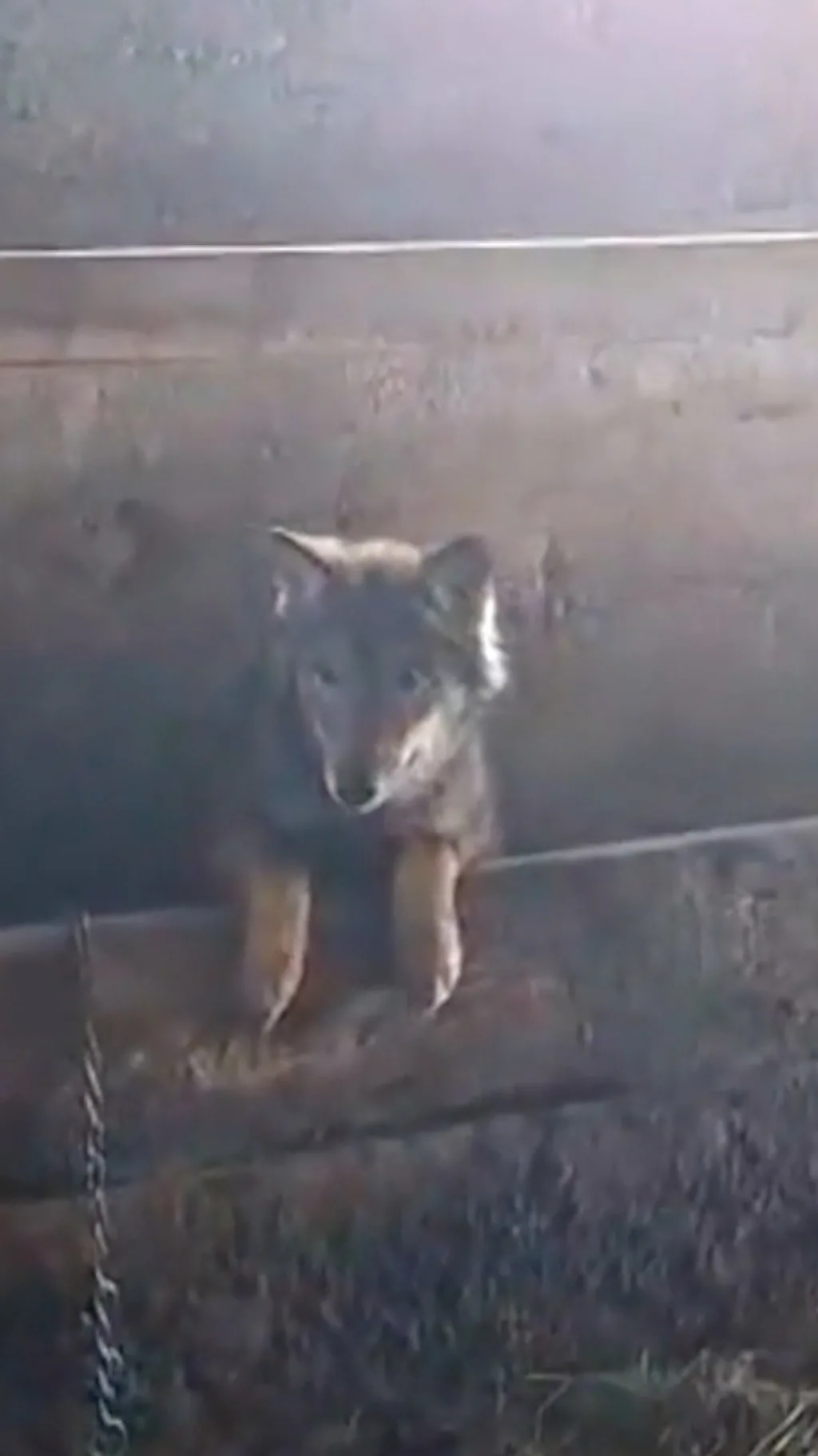 ’Miran kao jagnje’: Vuk među kravama