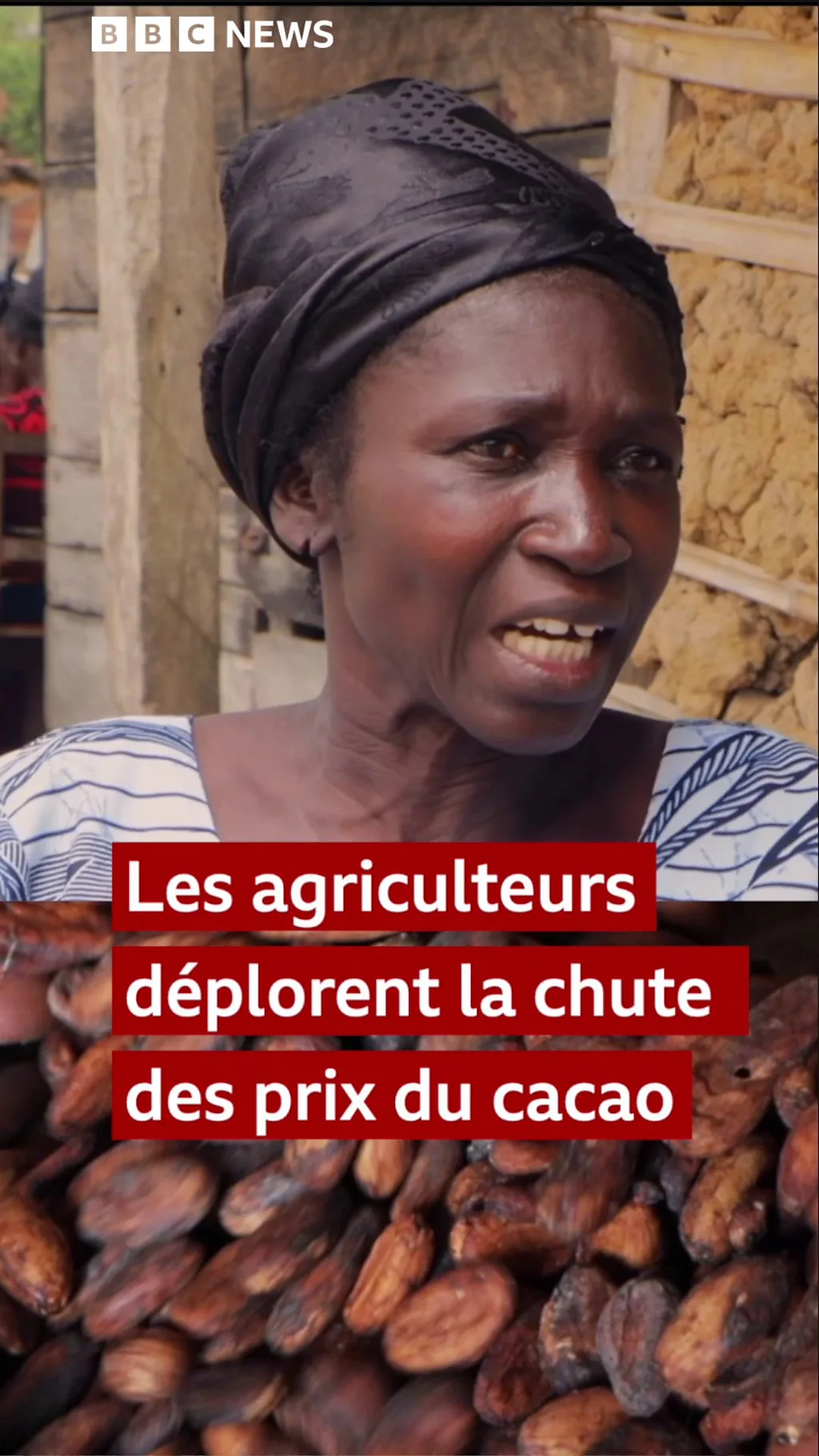 La chute mondiale des prix du cacao a désormais de graves répercussions sur les producteurs de cacao en Afrique de l'Ouest.
