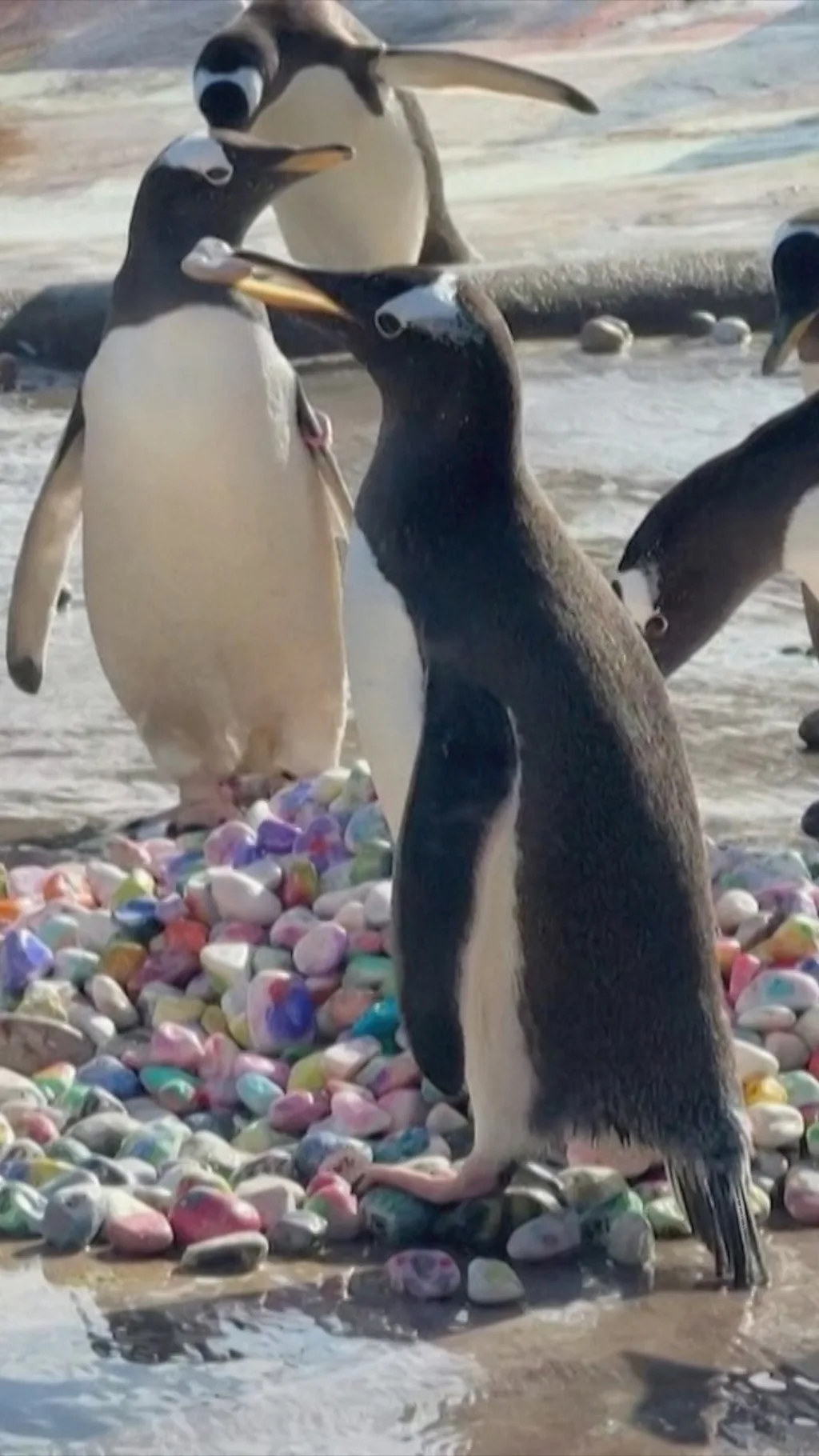 Znak dečije pažnje - pingvini i šareni kamenčići