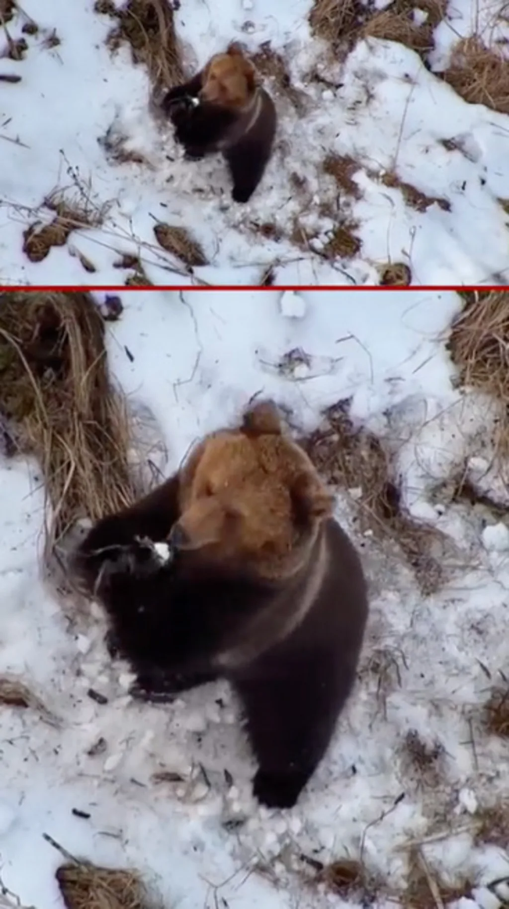 medved se probudio iz hibernacije