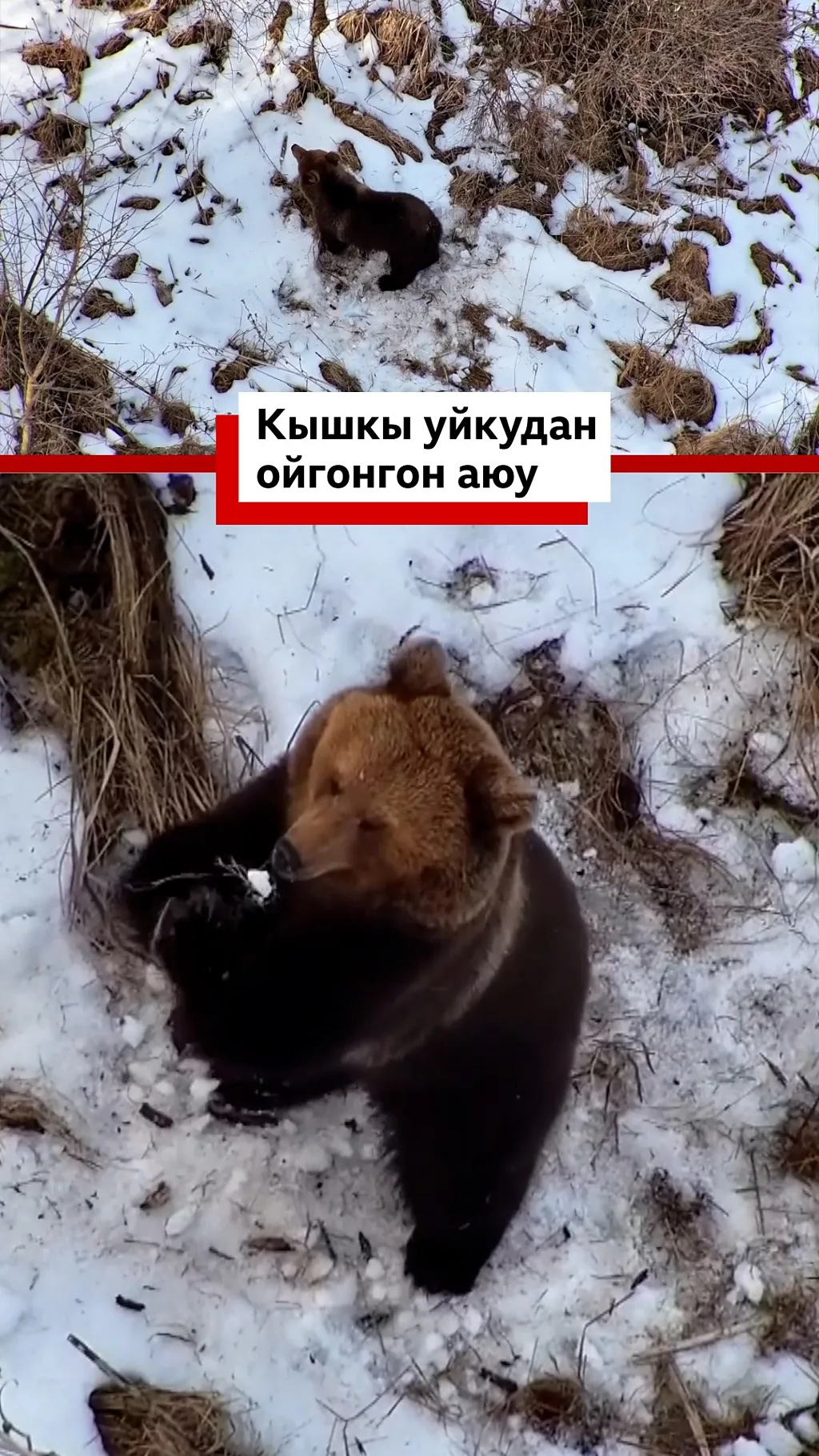 Кышкы уйкудан ойгонгон аюу