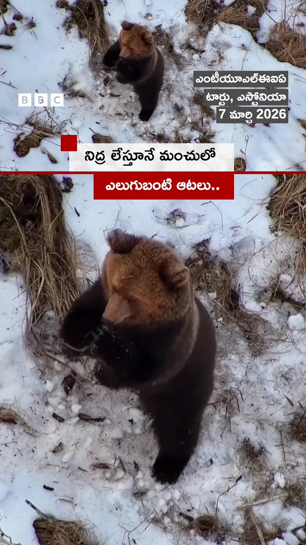 మంచులో ఎలుగుబంటి ఆటలు