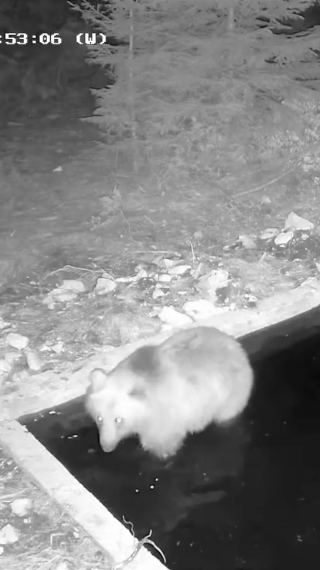 Mrki medved rešio je da se osveži na pojilištu planine Jadovnik na jugozapadu Srbije.