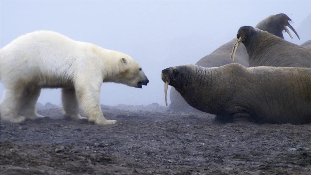 «Fue una auténtica batalla de titanes»: El momento en que un oso polar se enfrentó a una manada de morsas. «Fue una auténtica batalla de titanes»: El momento en que un oso polar se enfrentó a una manada de morsas.