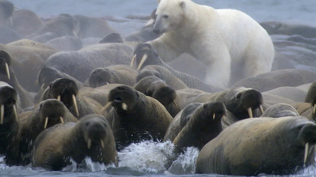 A polar bear attacks a herd of walruses in a shot from the Planet Earth documentary series (Credit: BBC/ Planet Earth)