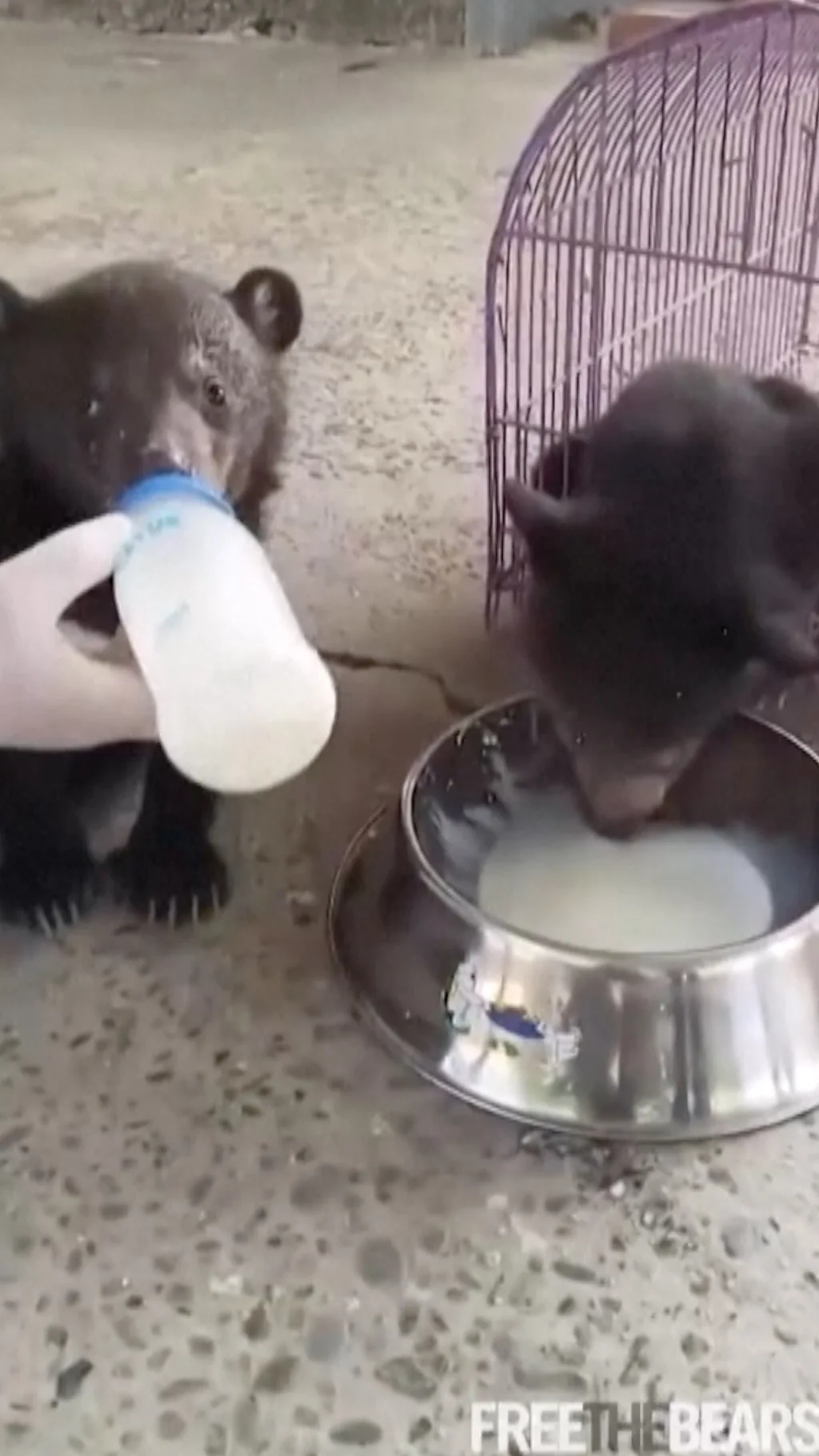Медвежата, спасенные от браконьеров, пьют молоко.