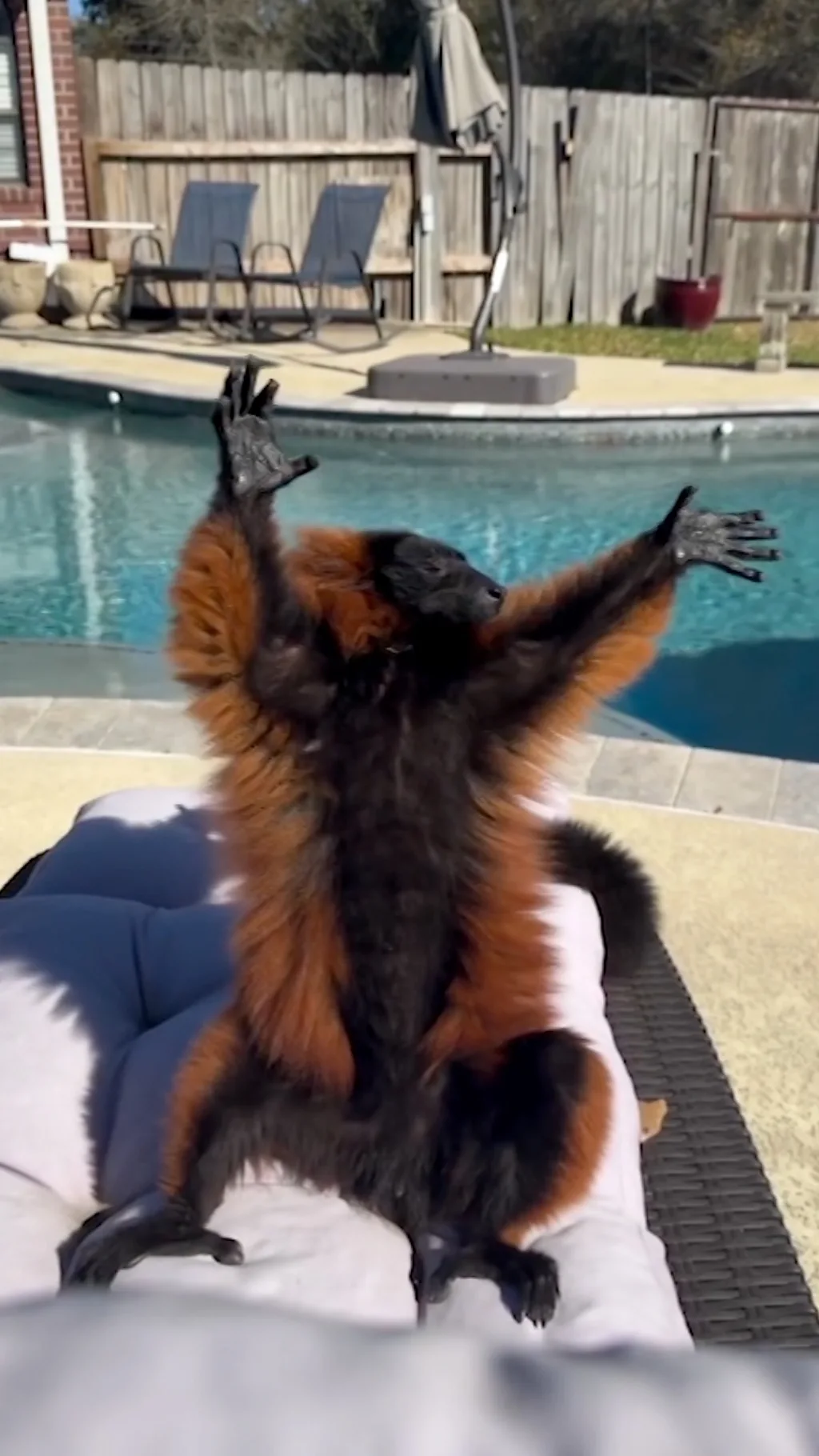 Lemur uživa u jutarnjem suncu