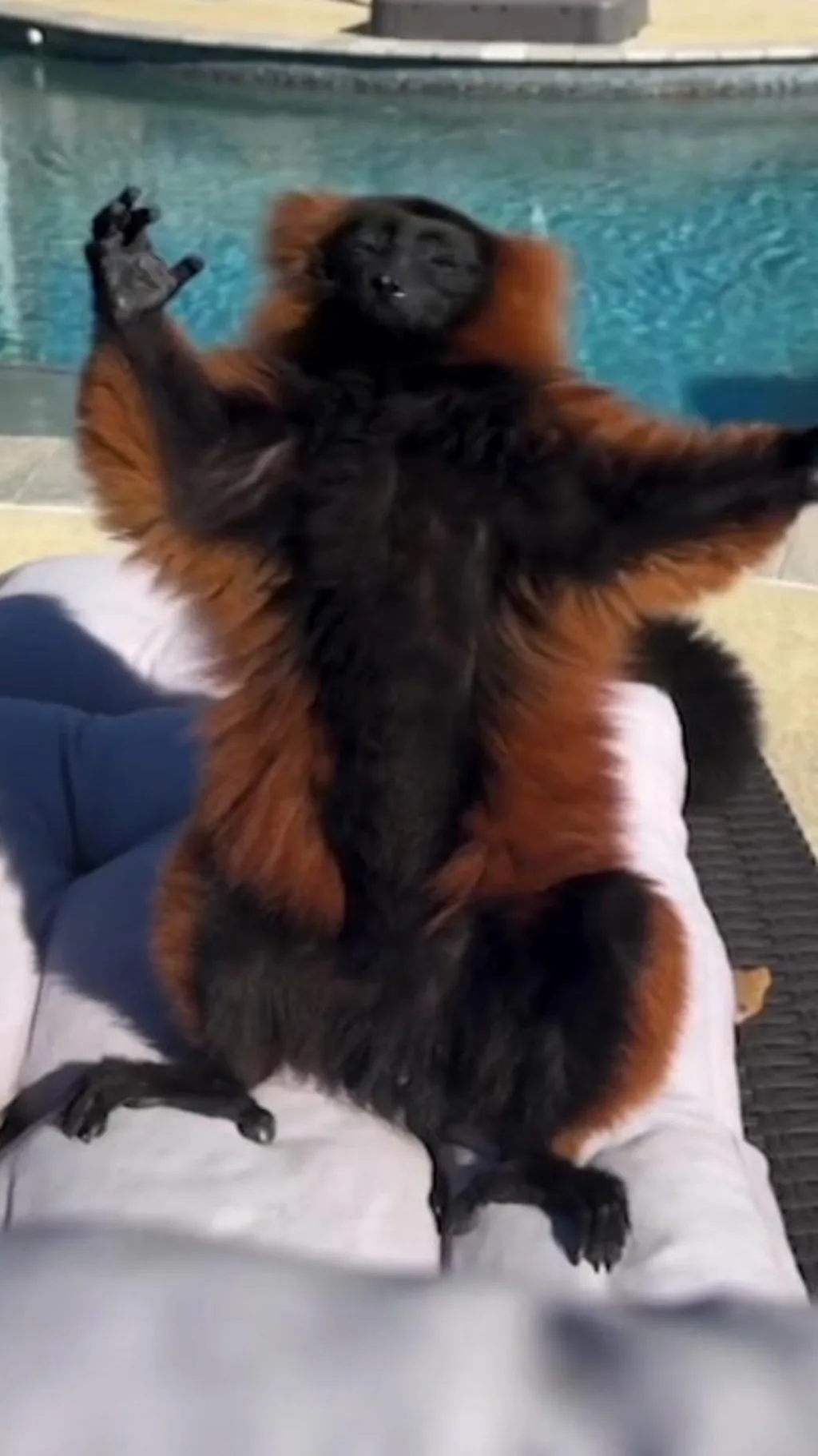 лемур наслаждается солнечным светом