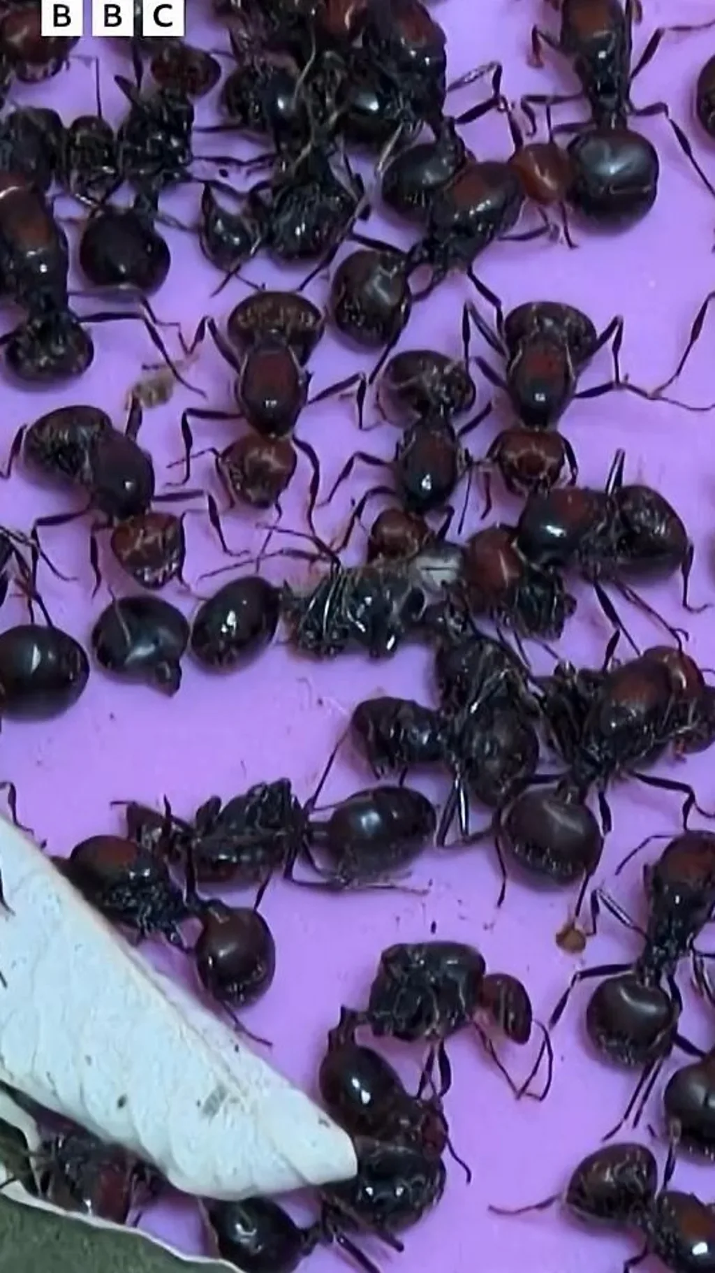 मुंग्या