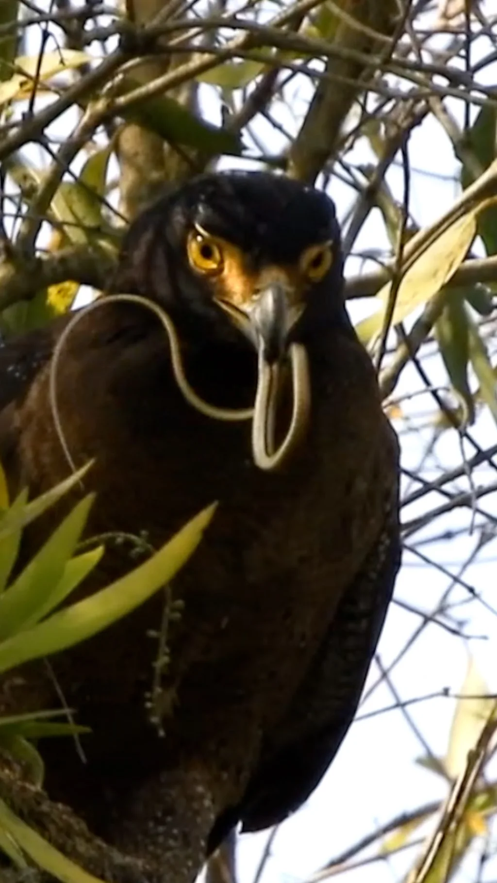 काकाकुल चरा।