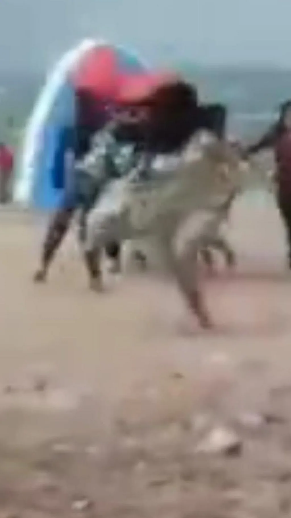 દ્વારકા : અચાનક પવન ફૂંકાયો, શિવરાજપુર બીચ પર દોડાદોડી