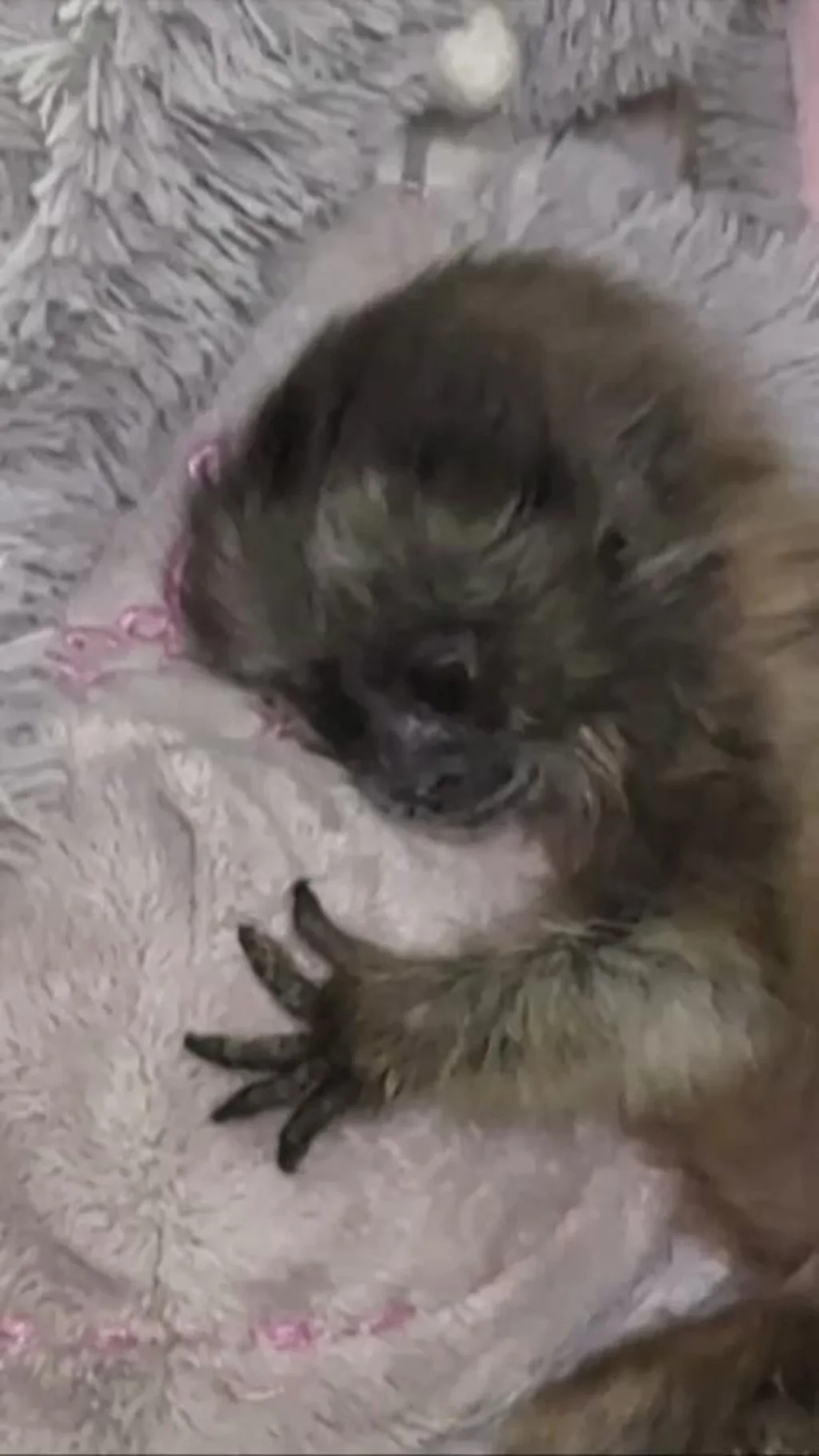 कोलंबिया में यूं हो रही इस नन्हे बंदर की देखभाल